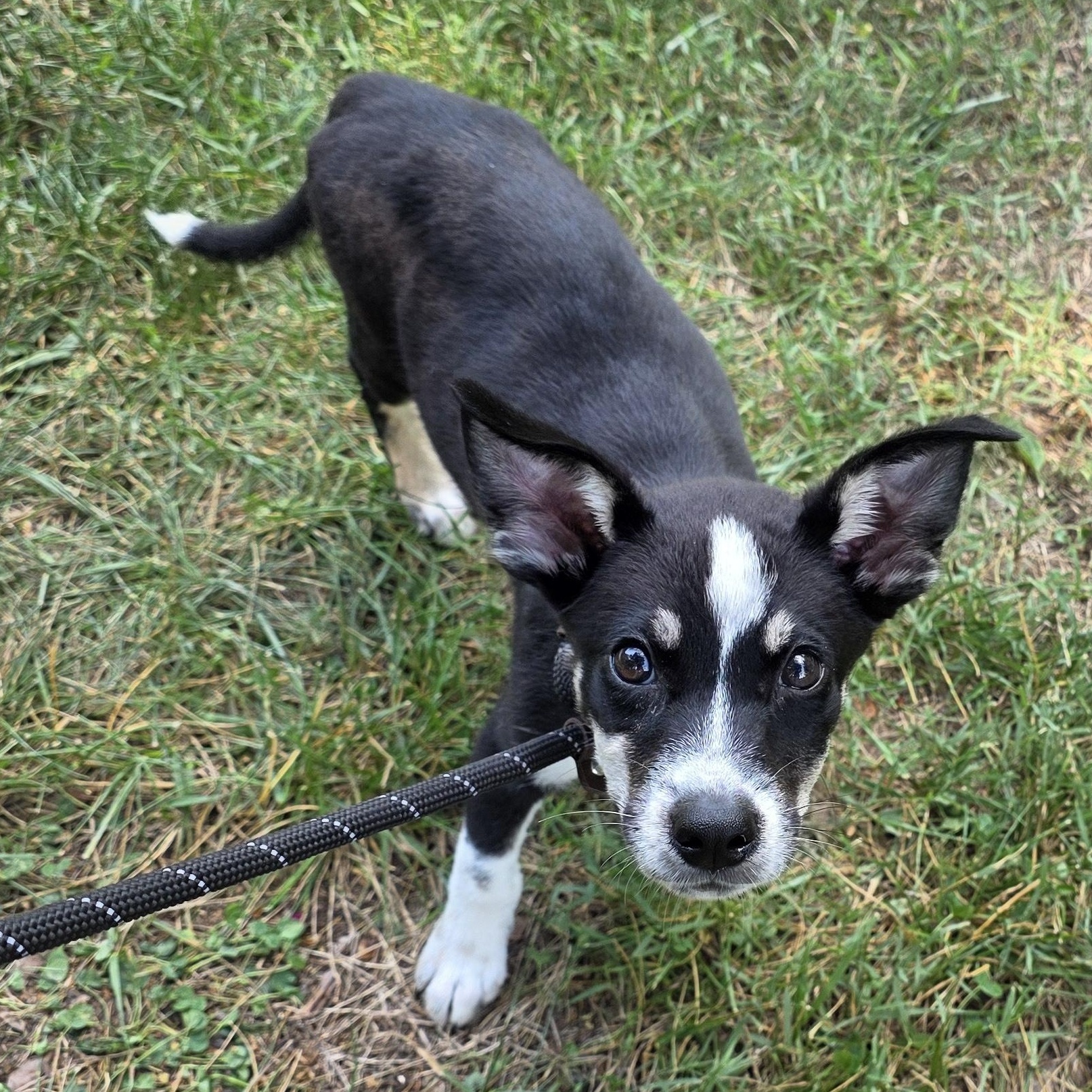 Whitney, a Adoptable Mixed Breed in Greensboro, NC image 4/6