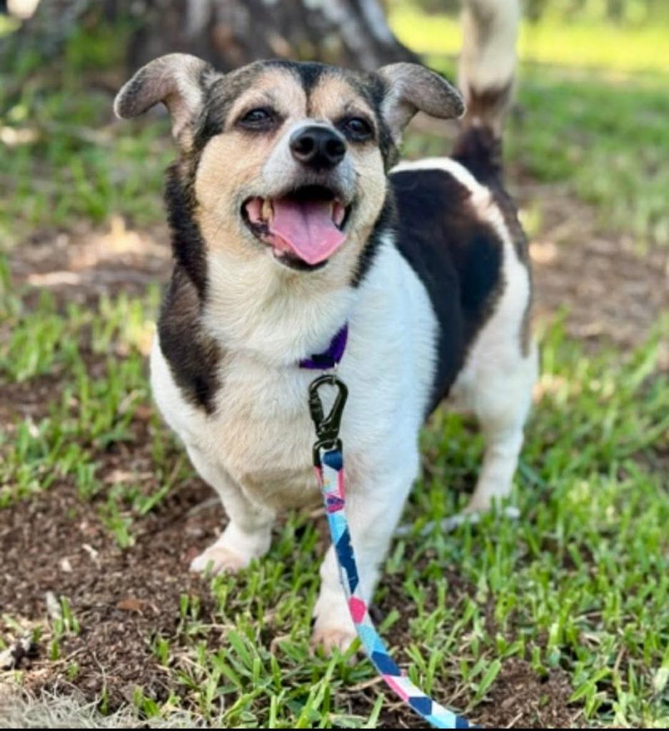 Slinky Milinki, Adoptable, Adult Female Chihuahua.