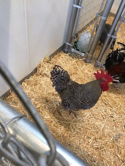 Enlarge JACK, a Adoptable Chicken in Brighton, CO image 1/1