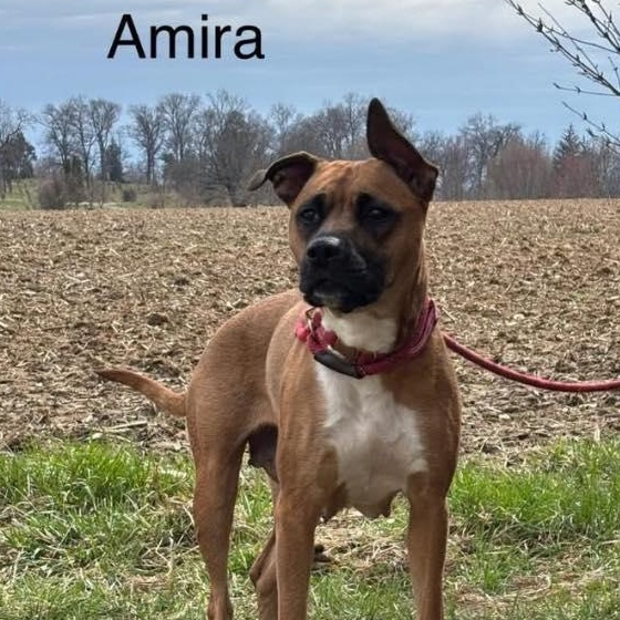 Amira, Adoptable, Young Female Pit Bull Terrier.