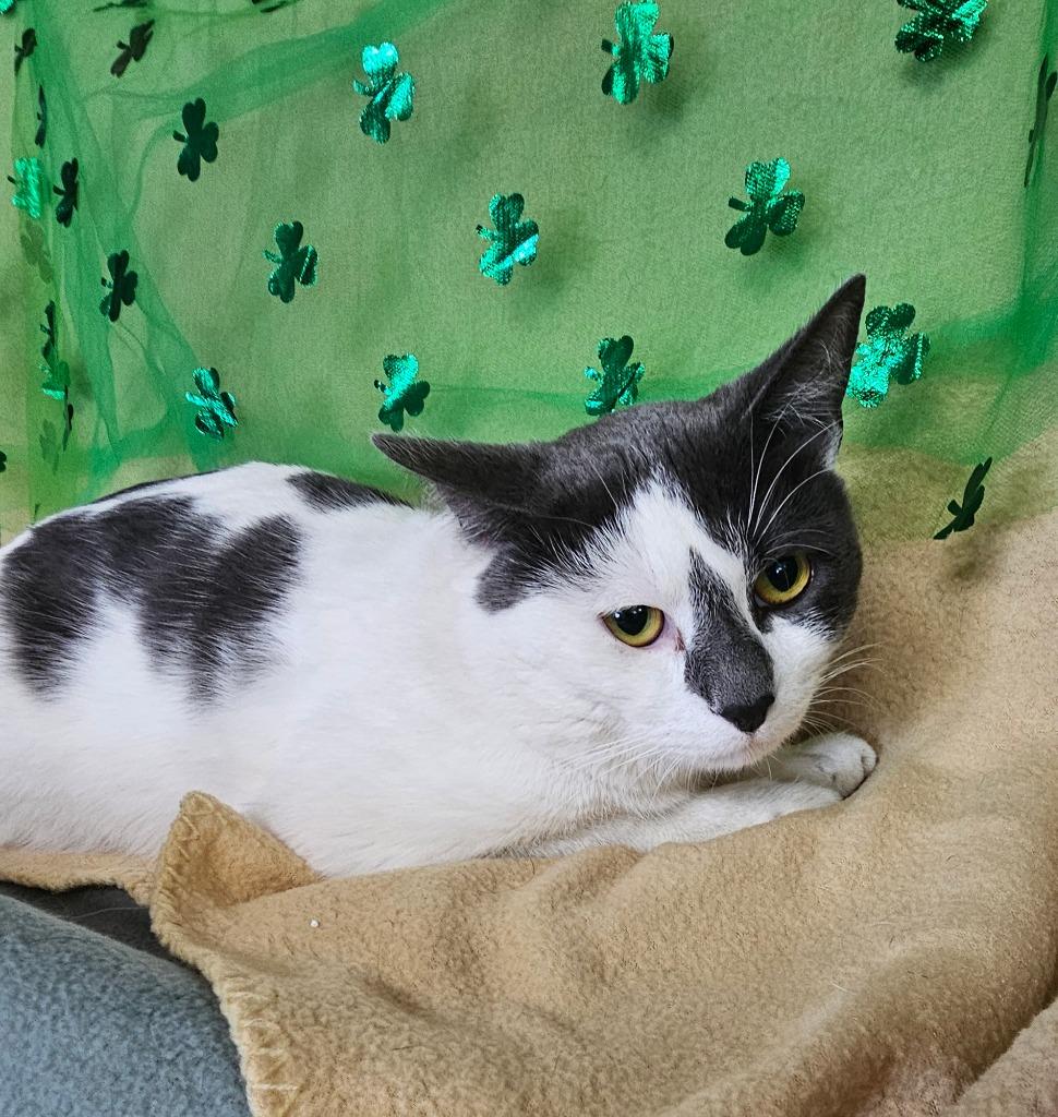 Lucky, Adoptable, Young Male Domestic Short Hair.