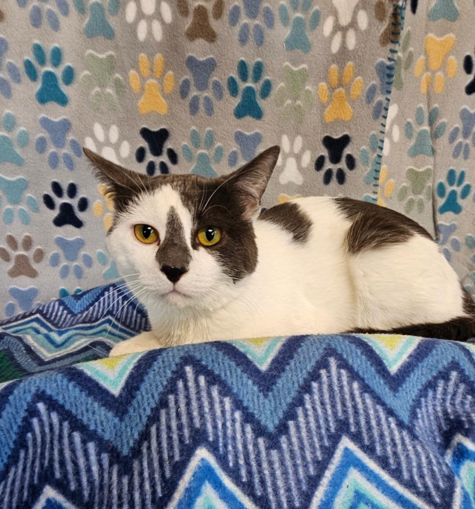 Enlarge Lucky, a Adoptable mixed breed in Wabash, IN image 2/3