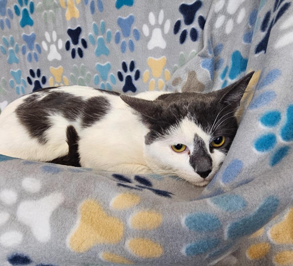 Enlarge Lucky, a Adoptable mixed breed in Wabash, IN image 2/2