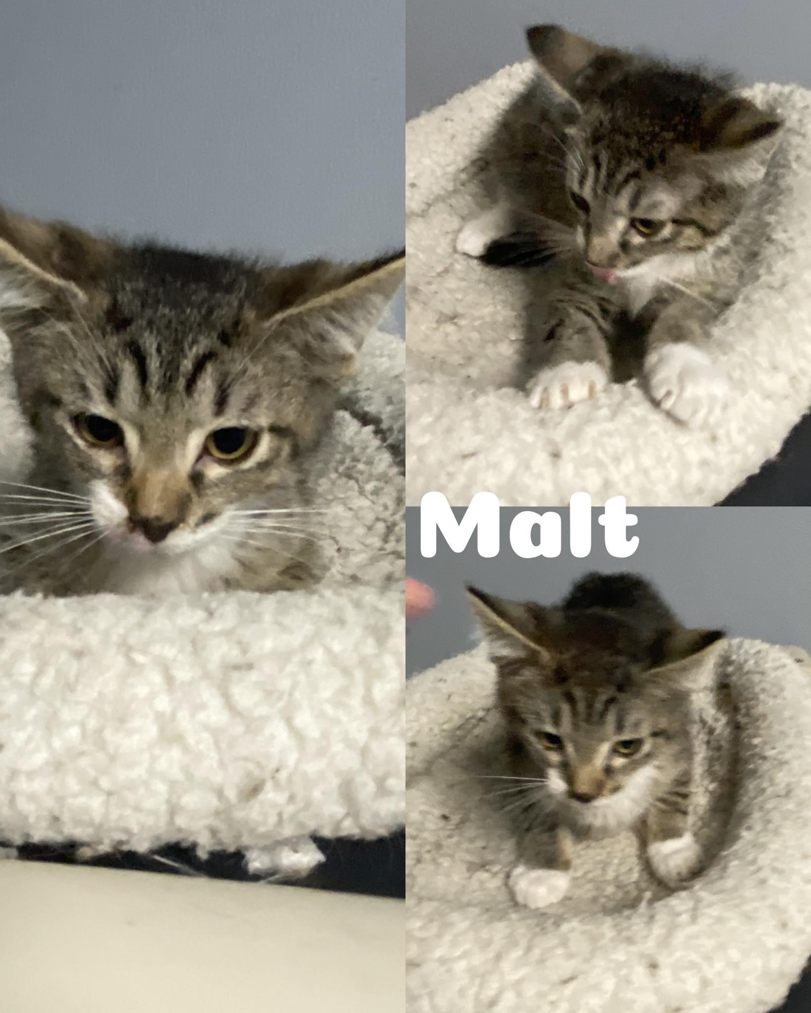 Malt, Adoptable, Kitten Male Domestic Short Hair.