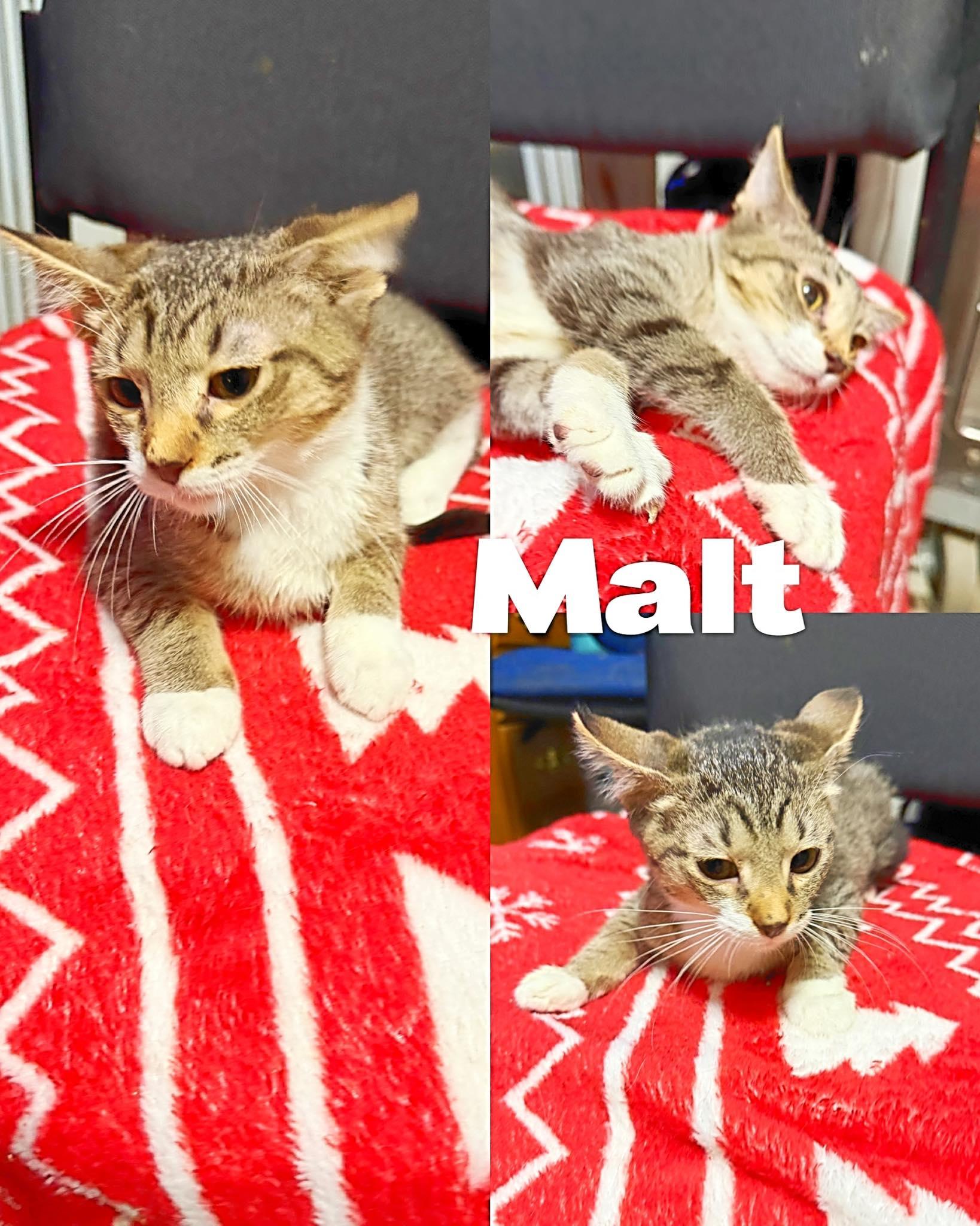 Enlarge Malt, a Adoptable Domestic Short Hair in Saint James, MO image 1/3