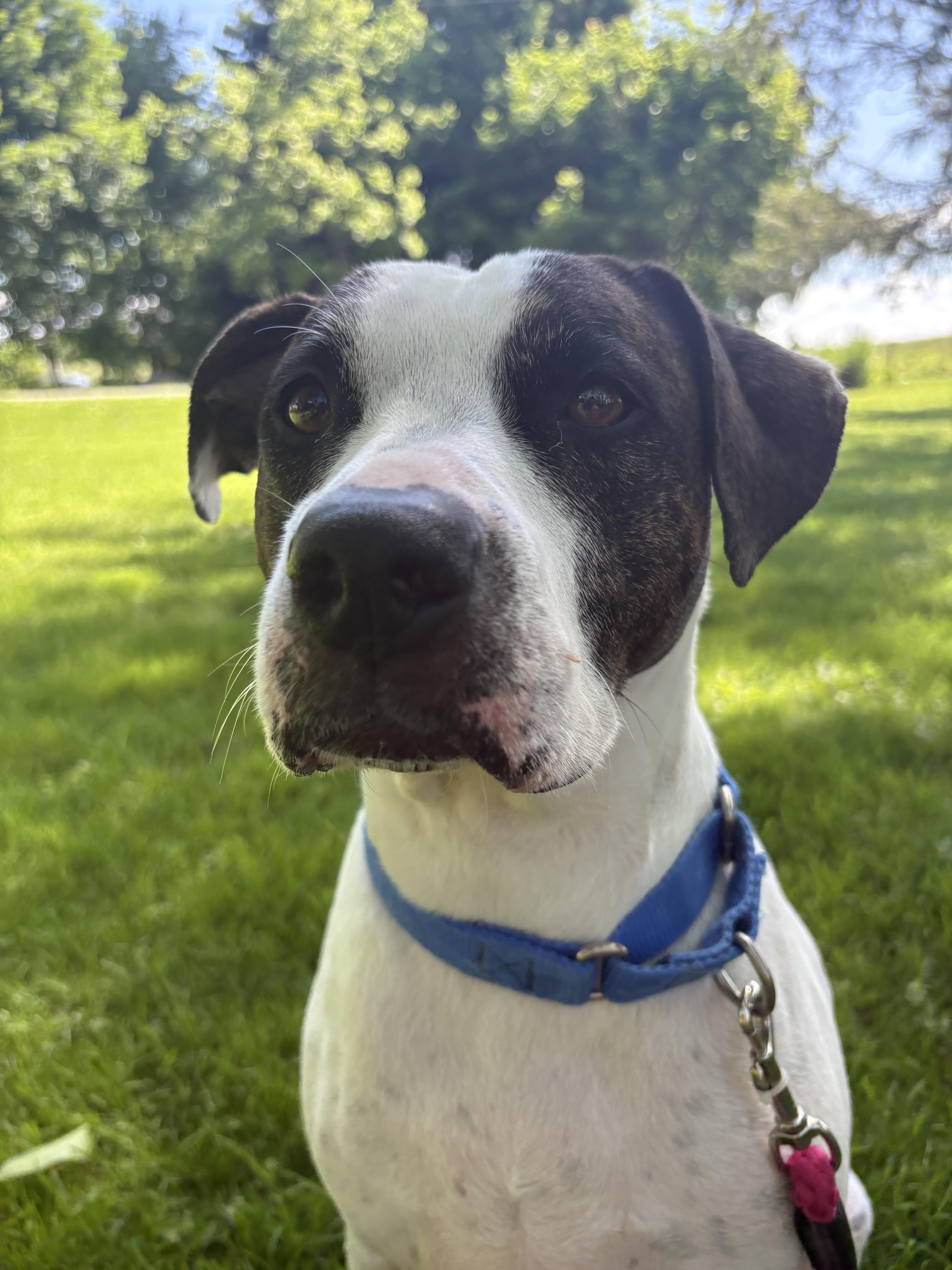Enlarge Nyla, a Adoptable mixed breed in Dillsburg, PA image 1/6