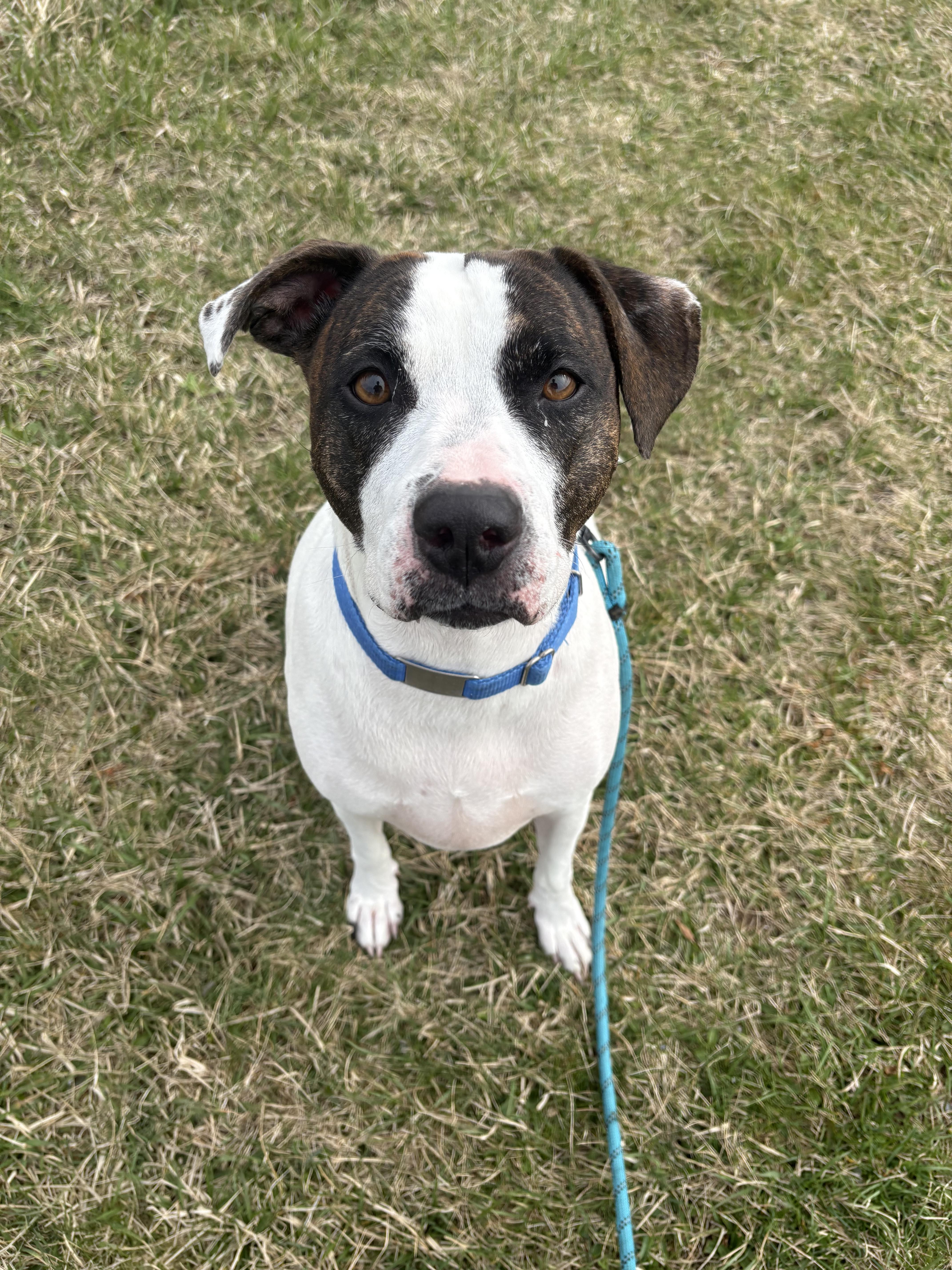 Enlarge Nyla, a Adoptable mixed breed in Dillsburg, PA image 2/6