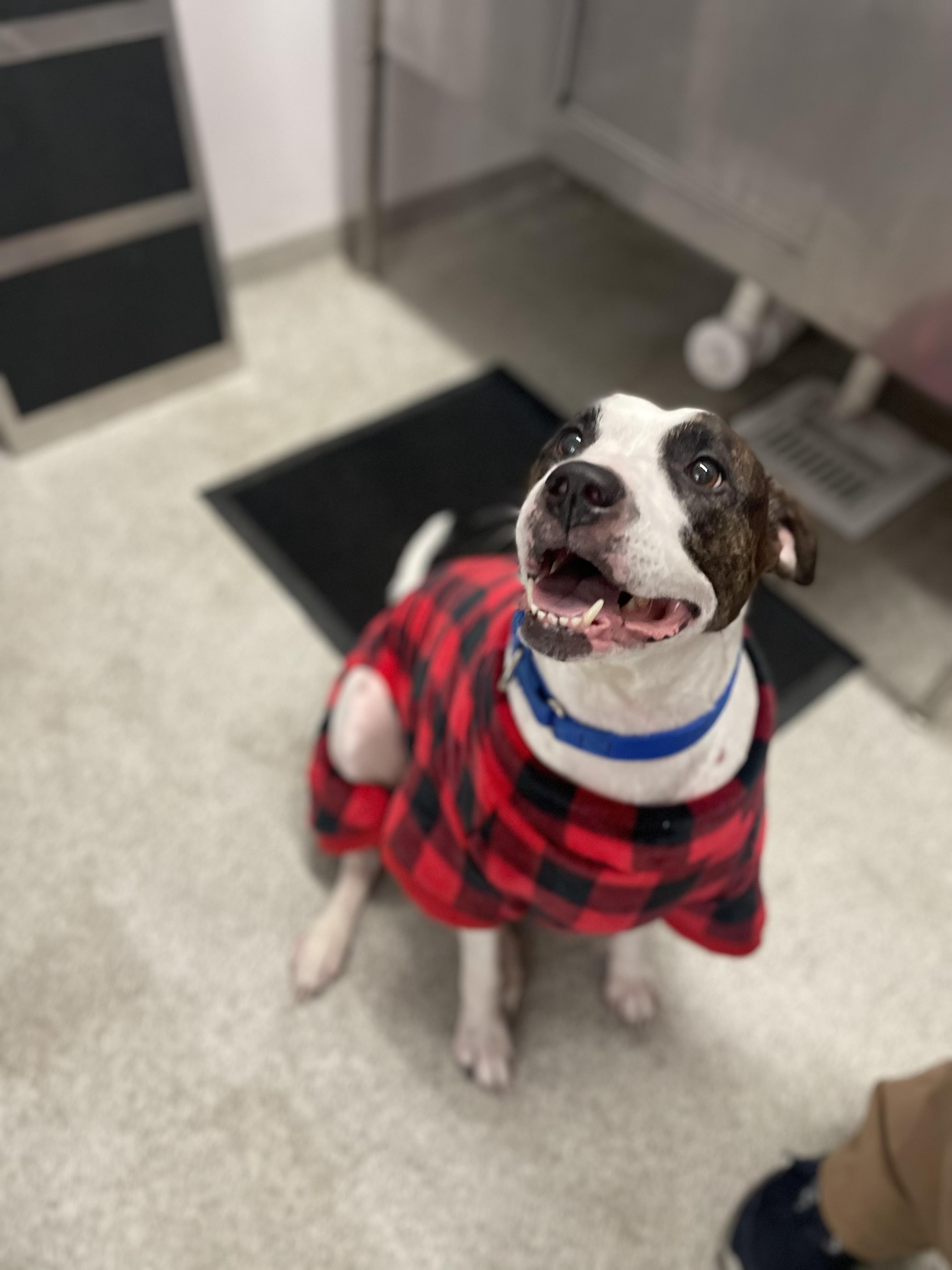 Enlarge Nyla, a Adoptable mixed breed in Dillsburg, PA image 3/6