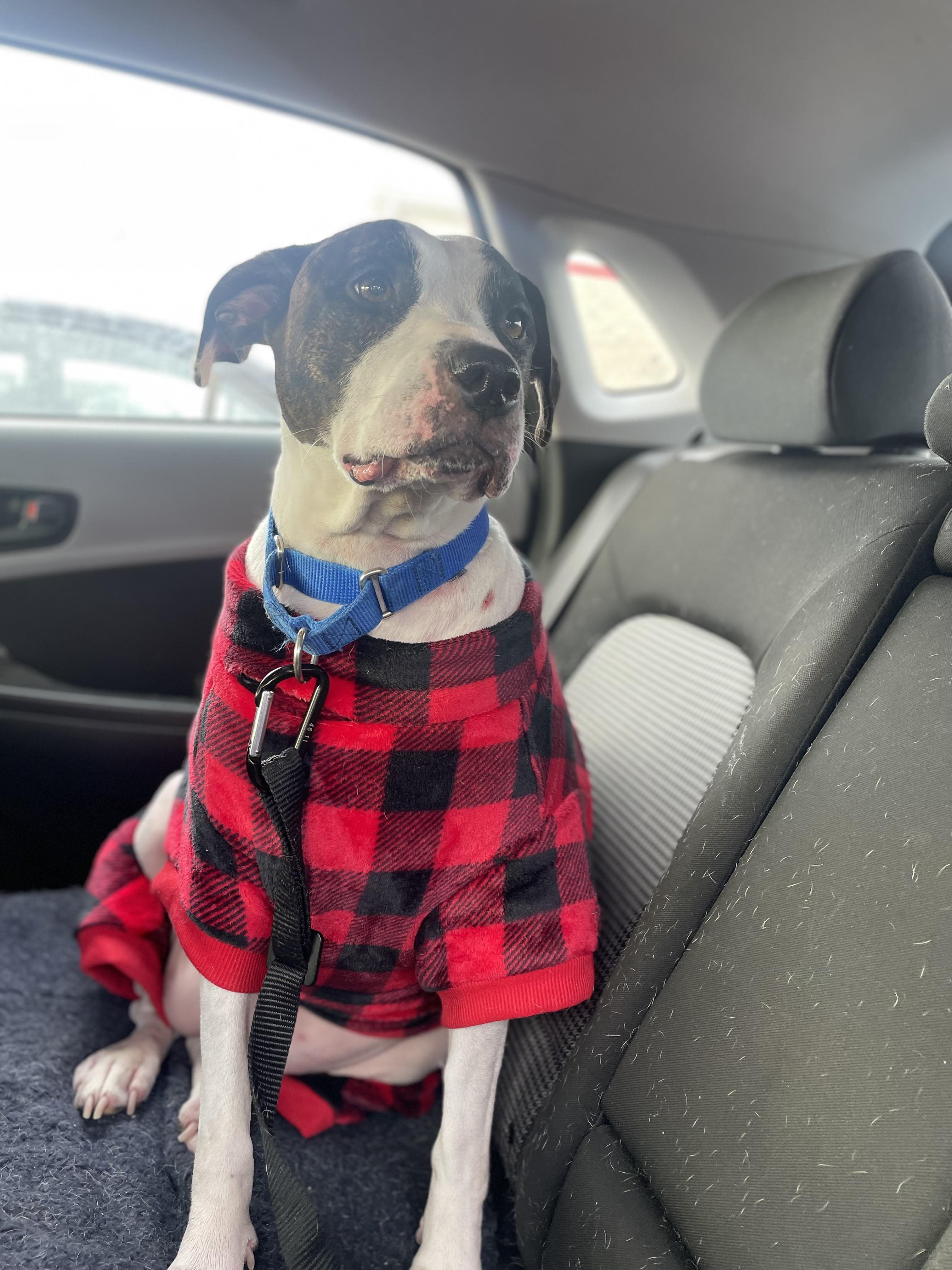 Enlarge Nyla, a Adoptable mixed breed in Dillsburg, PA image 4/6