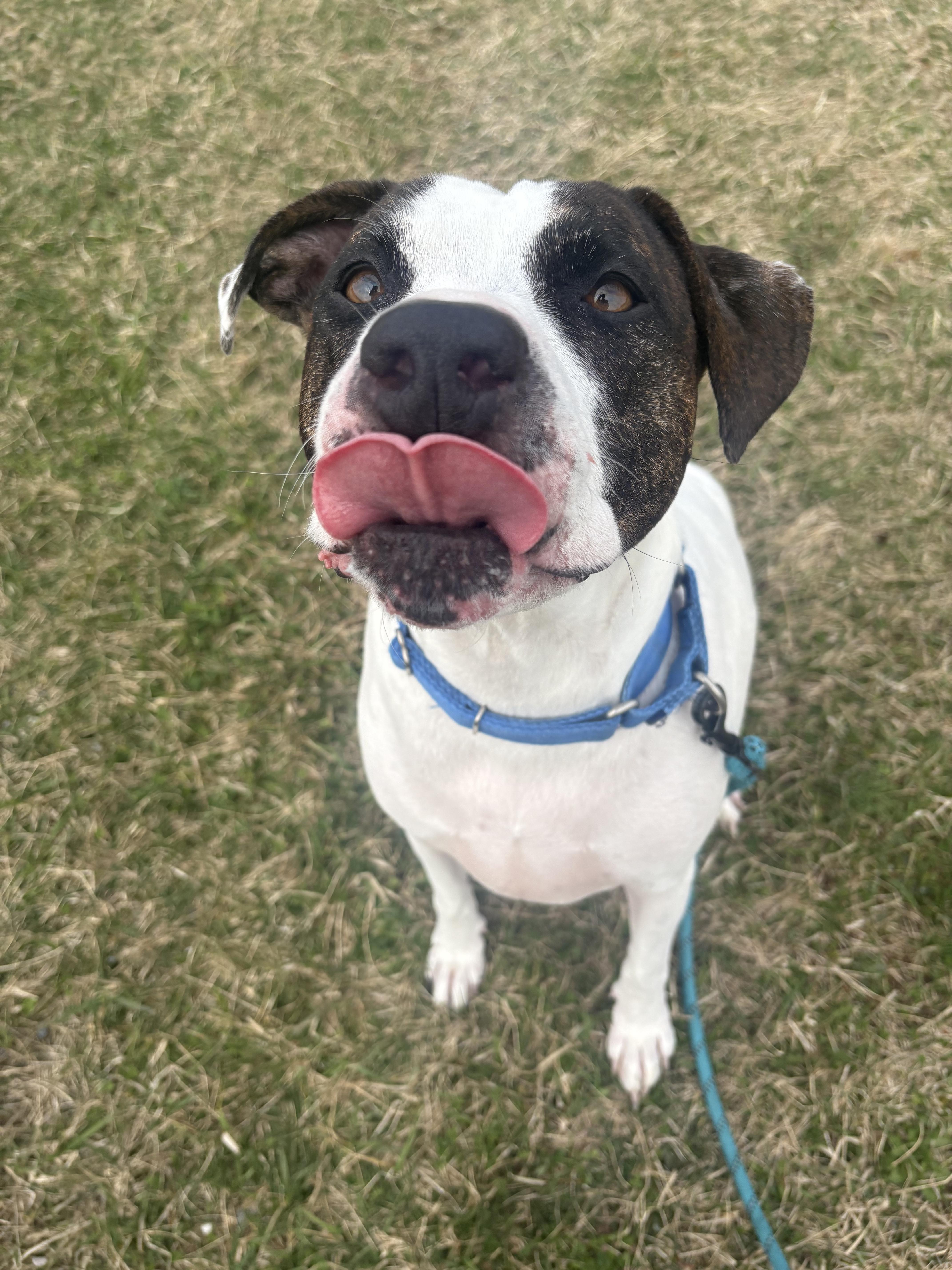 Enlarge Nyla, a Adoptable mixed breed in Dillsburg, PA image 5/6