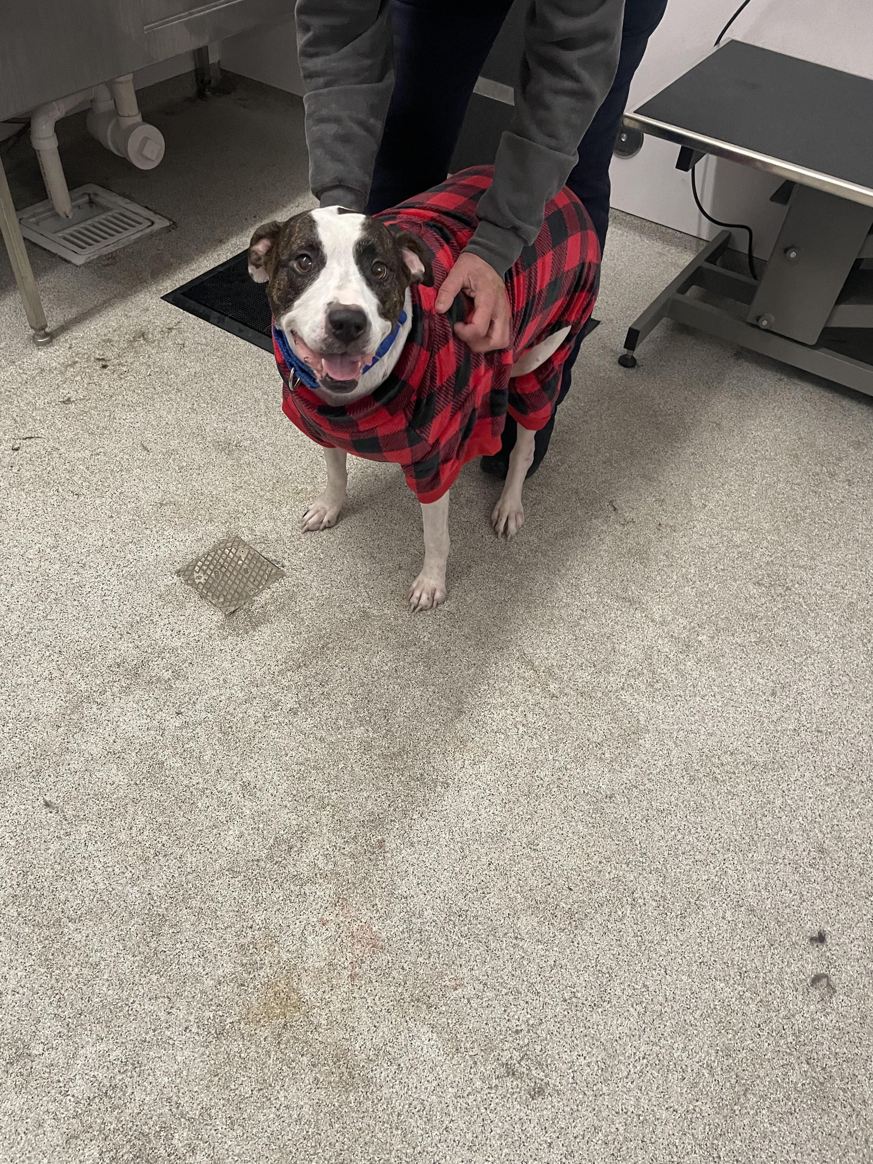 Enlarge Nyla, a Adoptable mixed breed in Dillsburg, PA image 6/6