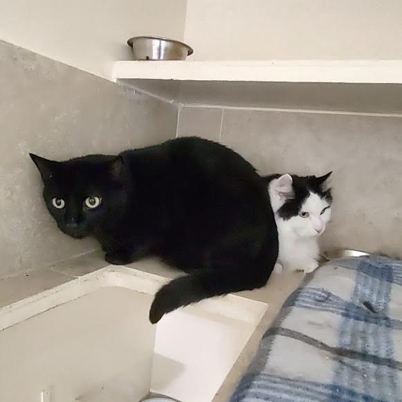 Midnight, Adoptable, Senior Female Domestic Short Hair.