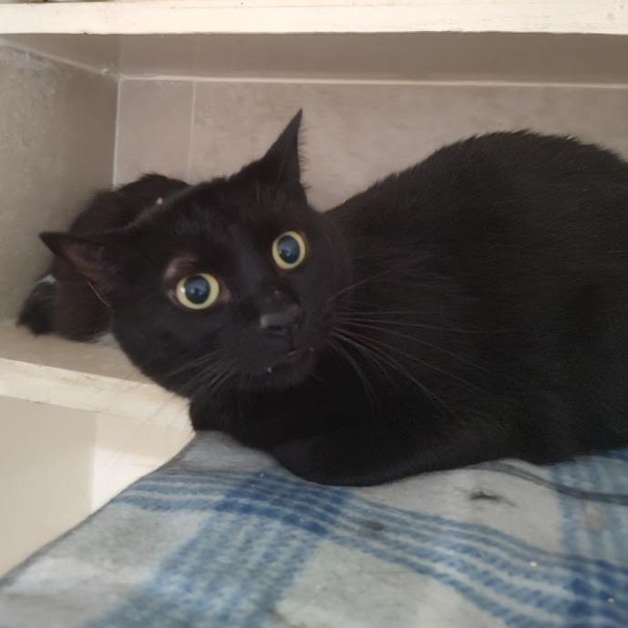 Enlarge Midnight, a Adoptable Domestic Short Hair in Tanner, AL image 2/2