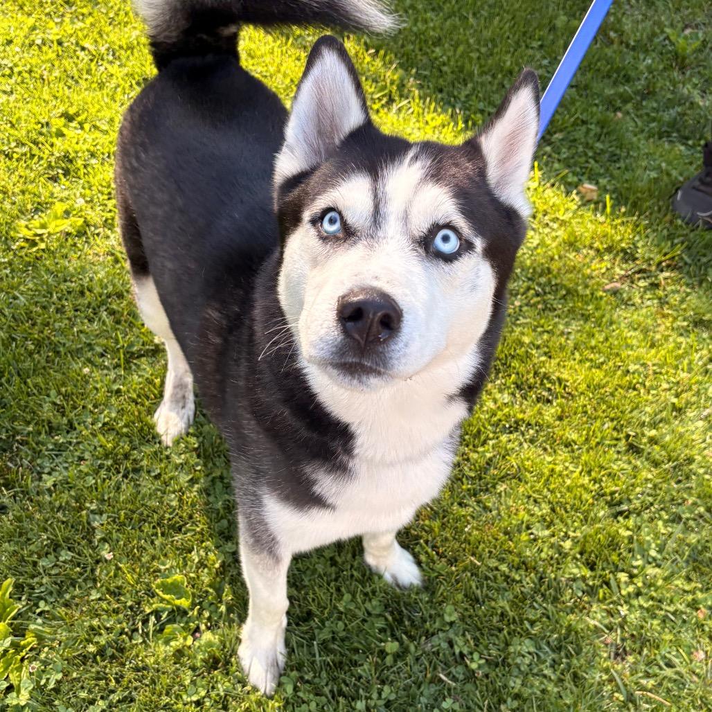 Enlarge Herman, a Adoptable Husky in Briarcliff Manor, NY image 1/6