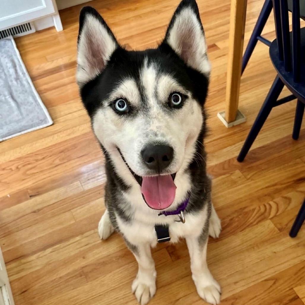 Enlarge Herman, a Adoptable Husky in Briarcliff Manor, NY image 2/6