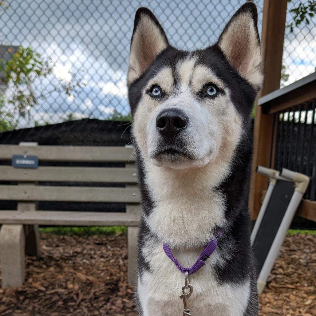 Enlarge Herman, a Adoptable Husky in Briarcliff Manor, NY image 4/6