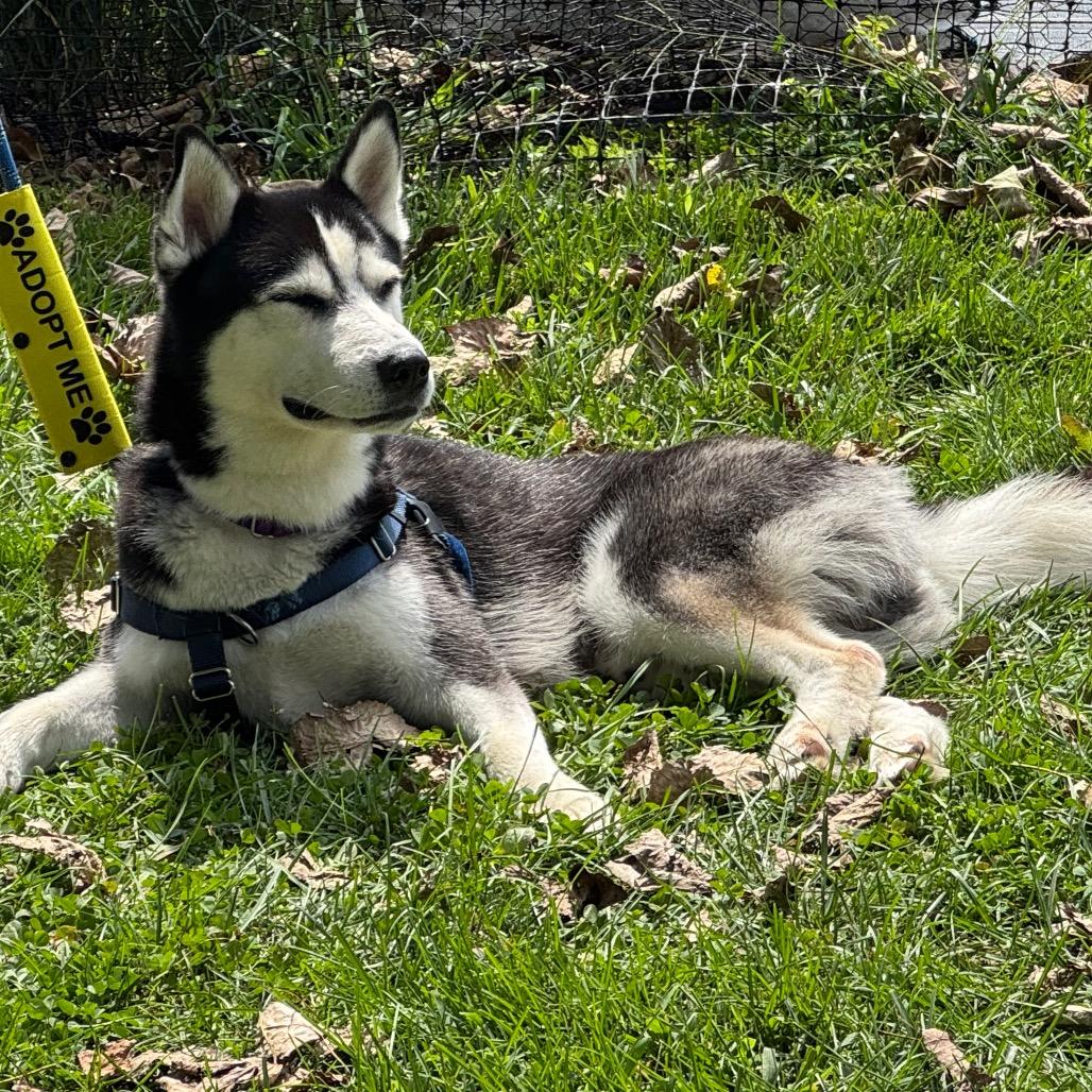Enlarge Herman, a Adoptable Husky in Briarcliff Manor, NY image 5/6