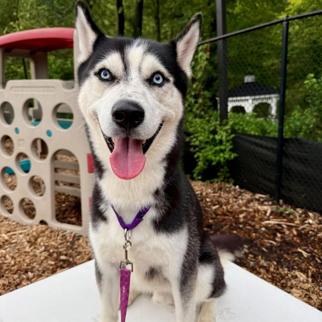 Enlarge Herman, a Adoptable Husky in Briarcliff Manor, NY image 6/6
