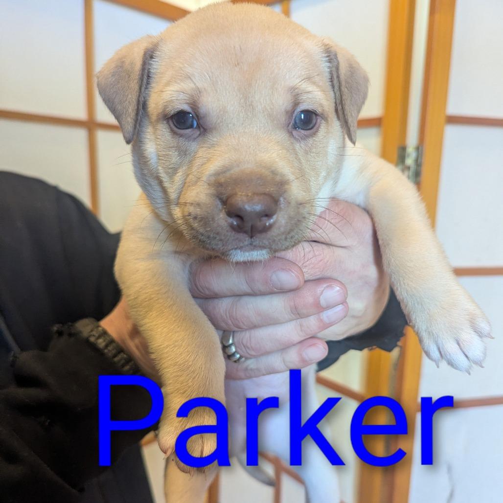 Parker D12362 photo