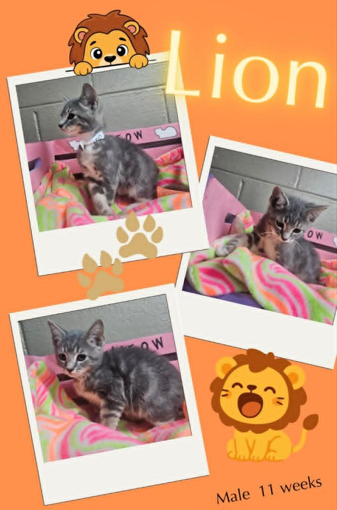 Enlarge Lion, a Adoptable mixed breed in Blountville, TN image 1/1
