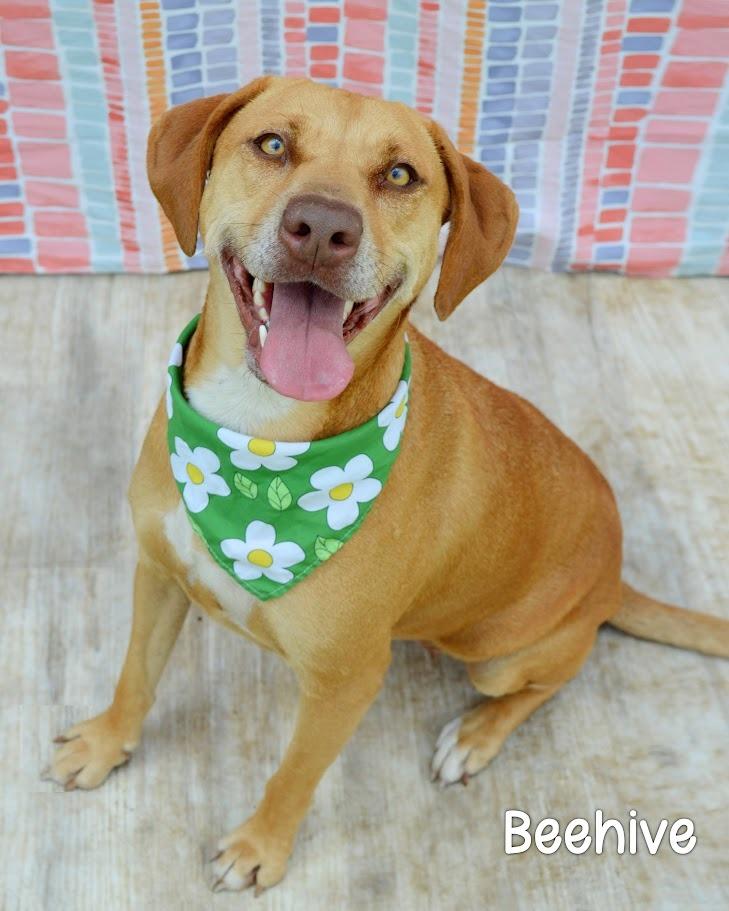 Beehive, a Adoptable Hound in Gautier, MS image 1/2