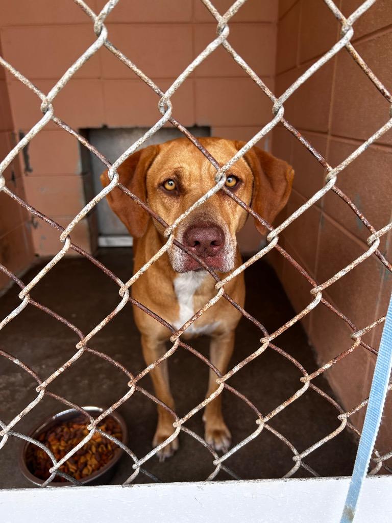 Beehive, a Adoptable Hound in Gautier, MS image 2/2