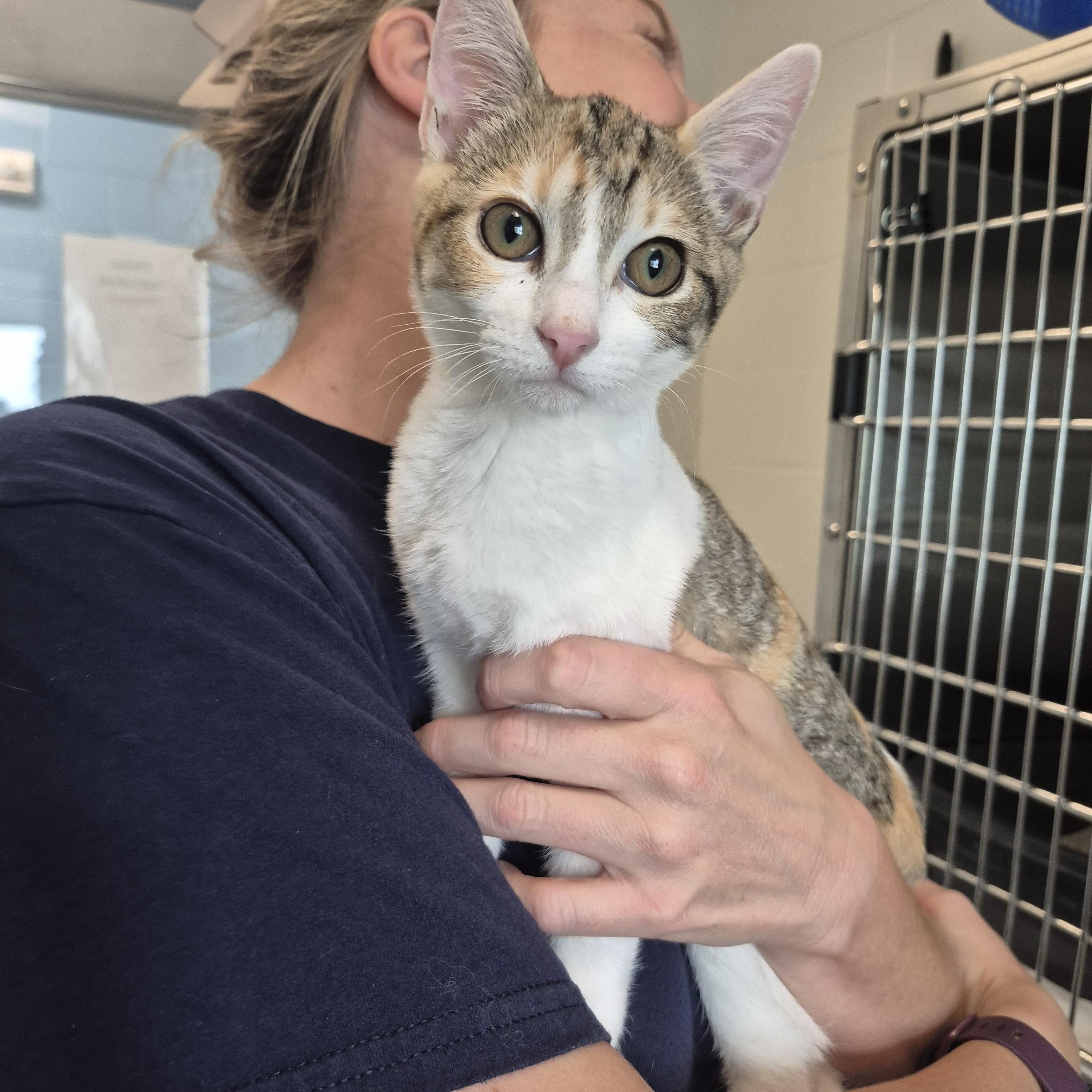 Enlarge Cleo, a Adoptable Domestic Short Hair in New Westminster, BC image 1/1