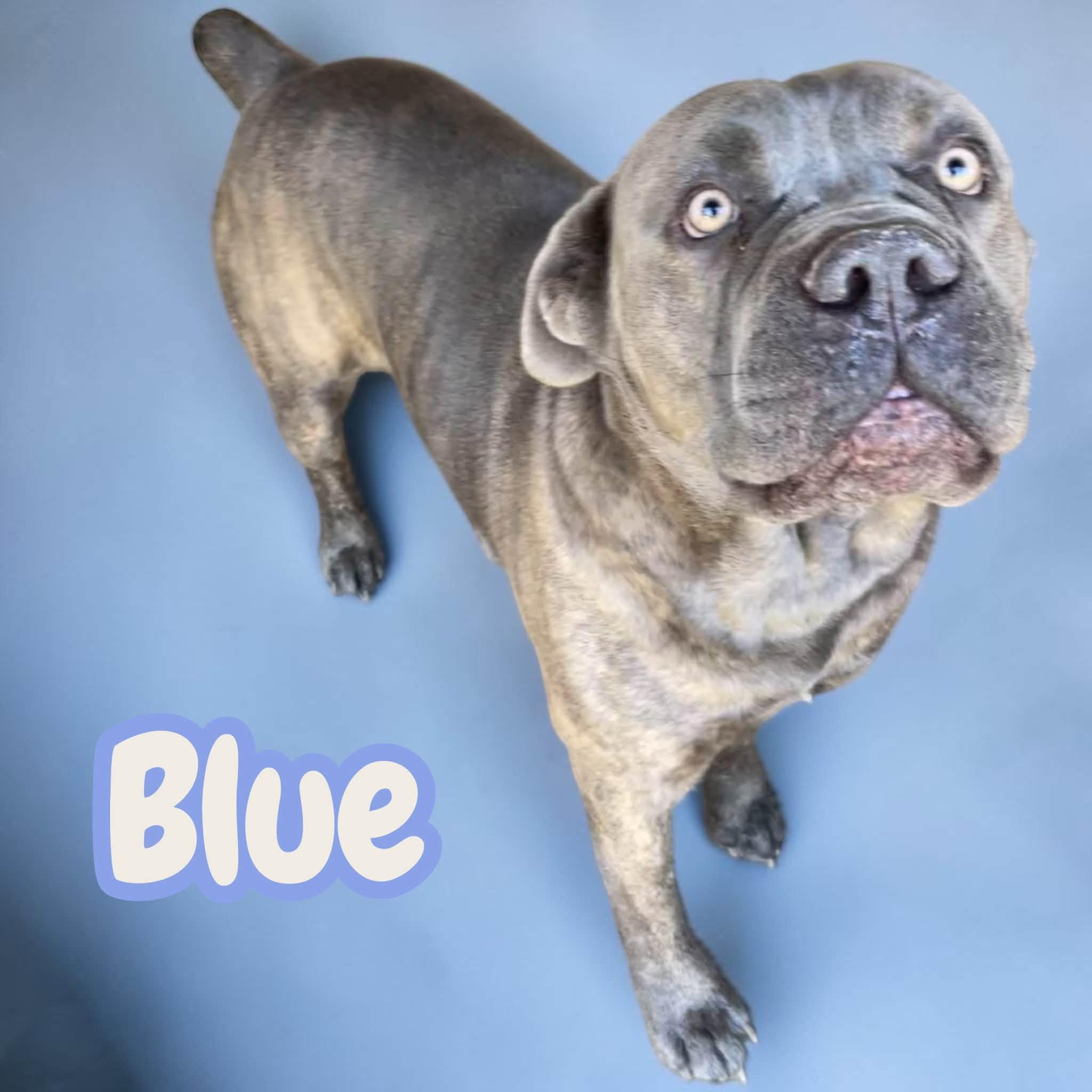 Blue - Giant Snuggley Lovebug. Leash & House Trained, Good with Kids/Dogs/Cats, Adoptable, Young Male Cane Corso.