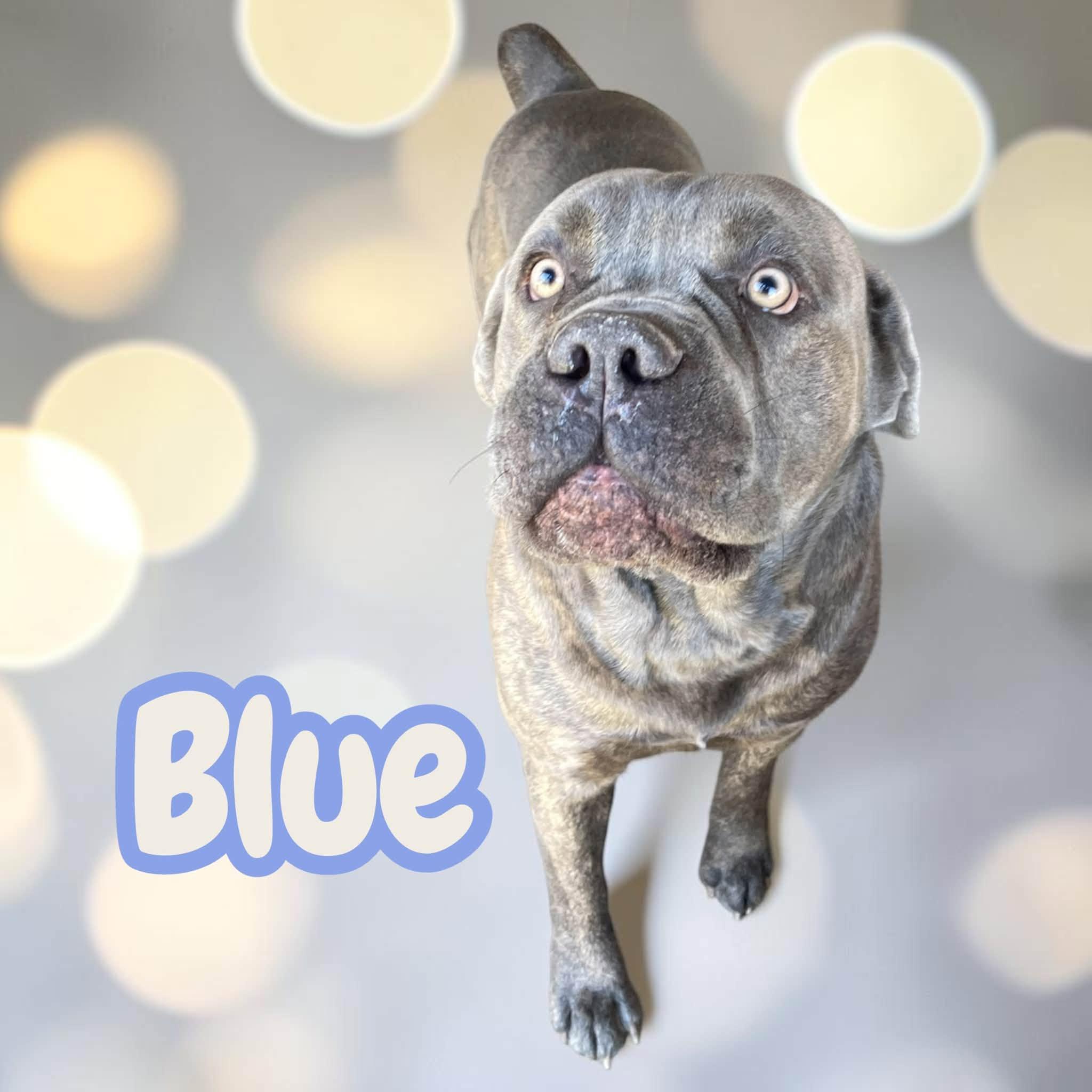 Enlarge Blue - Giant Snuggley Lovebug. Leash & House Trained, Good with Kids/Dogs/Cats, a Adoptable mixed breed in Stratford, CT image 4/4