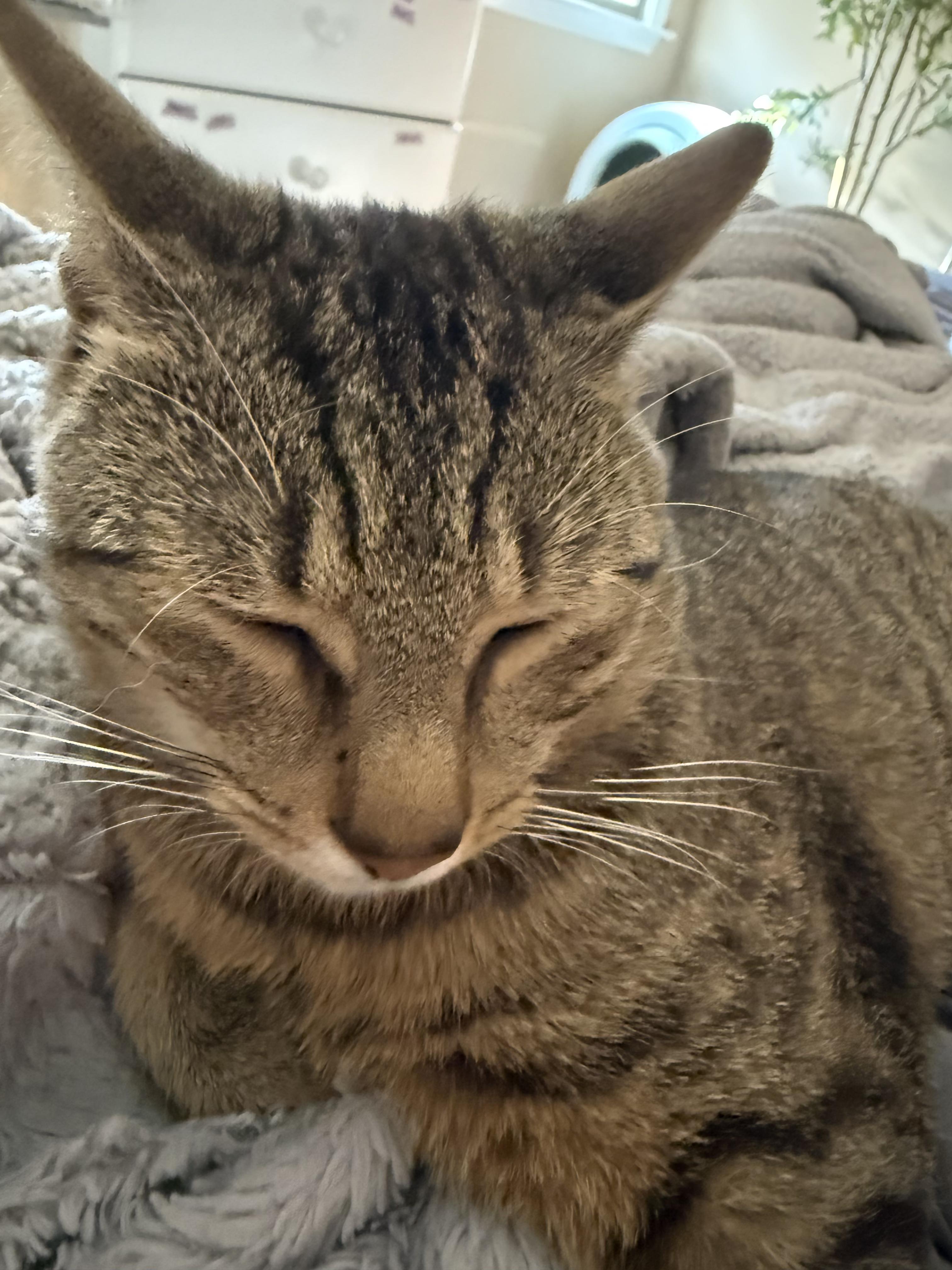 Enlarge Ravioli, a Adoptable Domestic Short Hair in Philadelphia, PA image 3/4