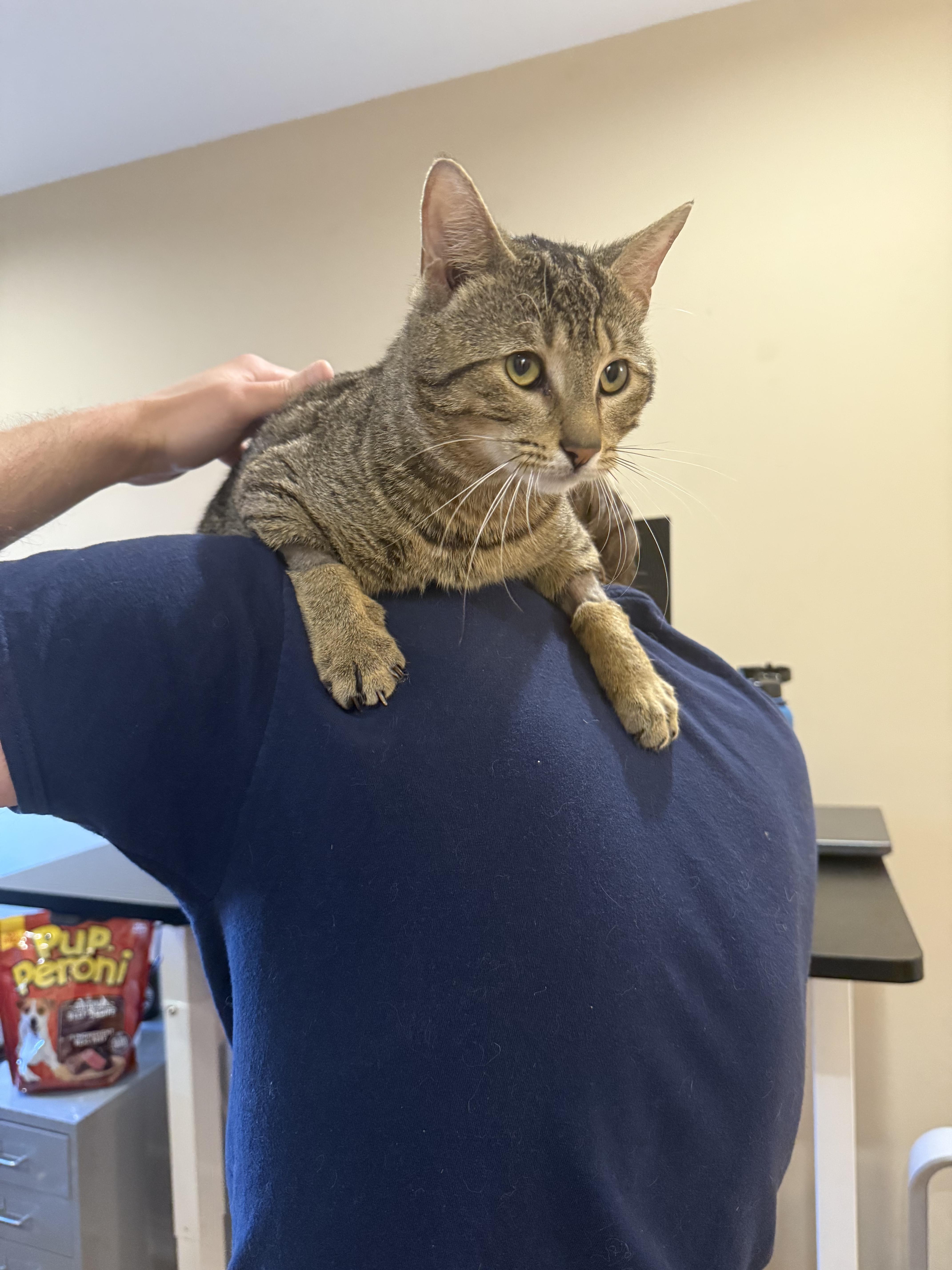 Enlarge Ravioli, a Adoptable Domestic Short Hair in Philadelphia, PA image 4/4