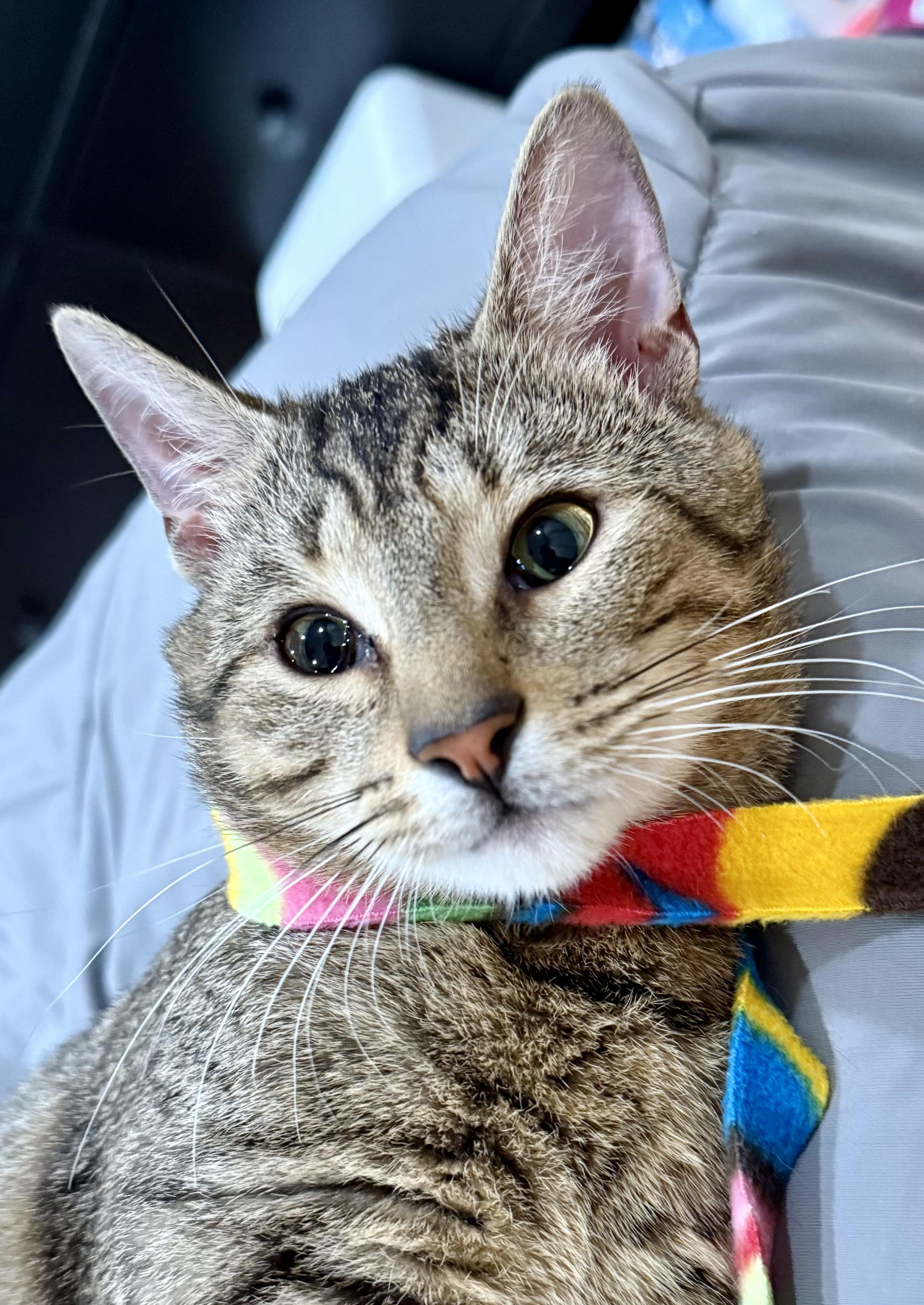 Enlarge Ravioli, a Adoptable Domestic Short Hair in Philadelphia, PA image 1/4