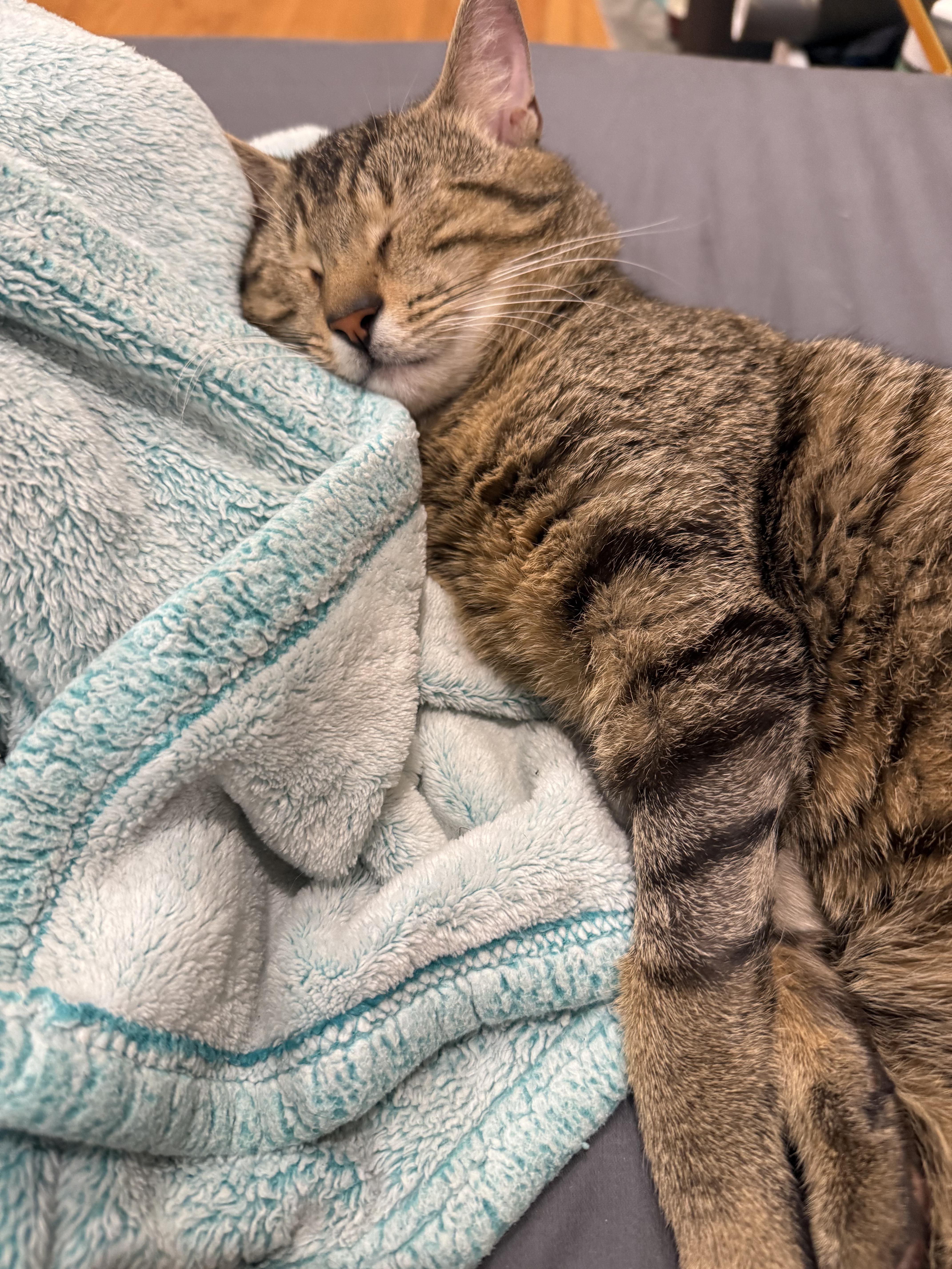 Enlarge Ravioli, a Adoptable Domestic Short Hair in Philadelphia, PA image 2/4