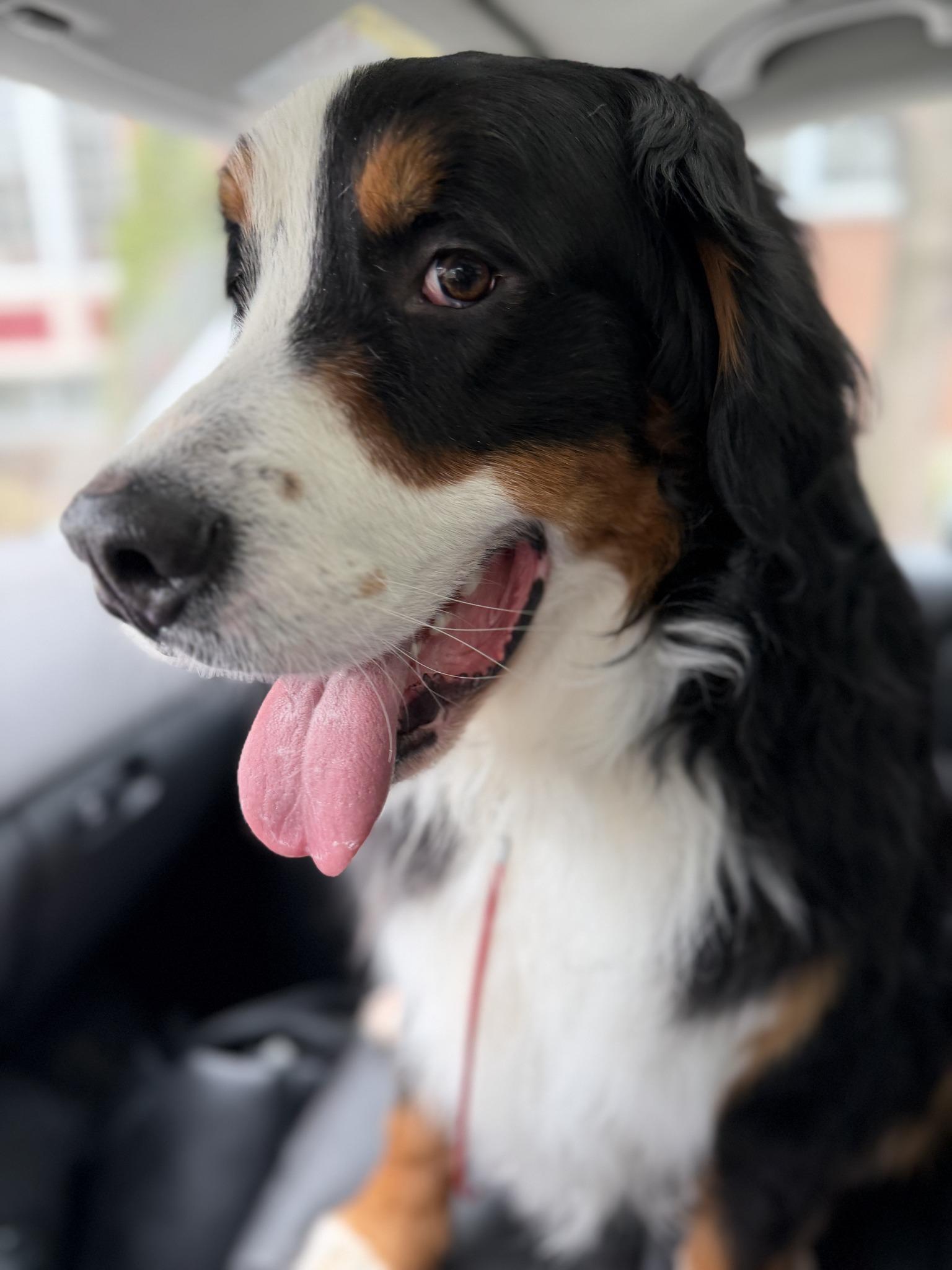 BEAN, adopted, Young Male Bernese Mountain Dog.