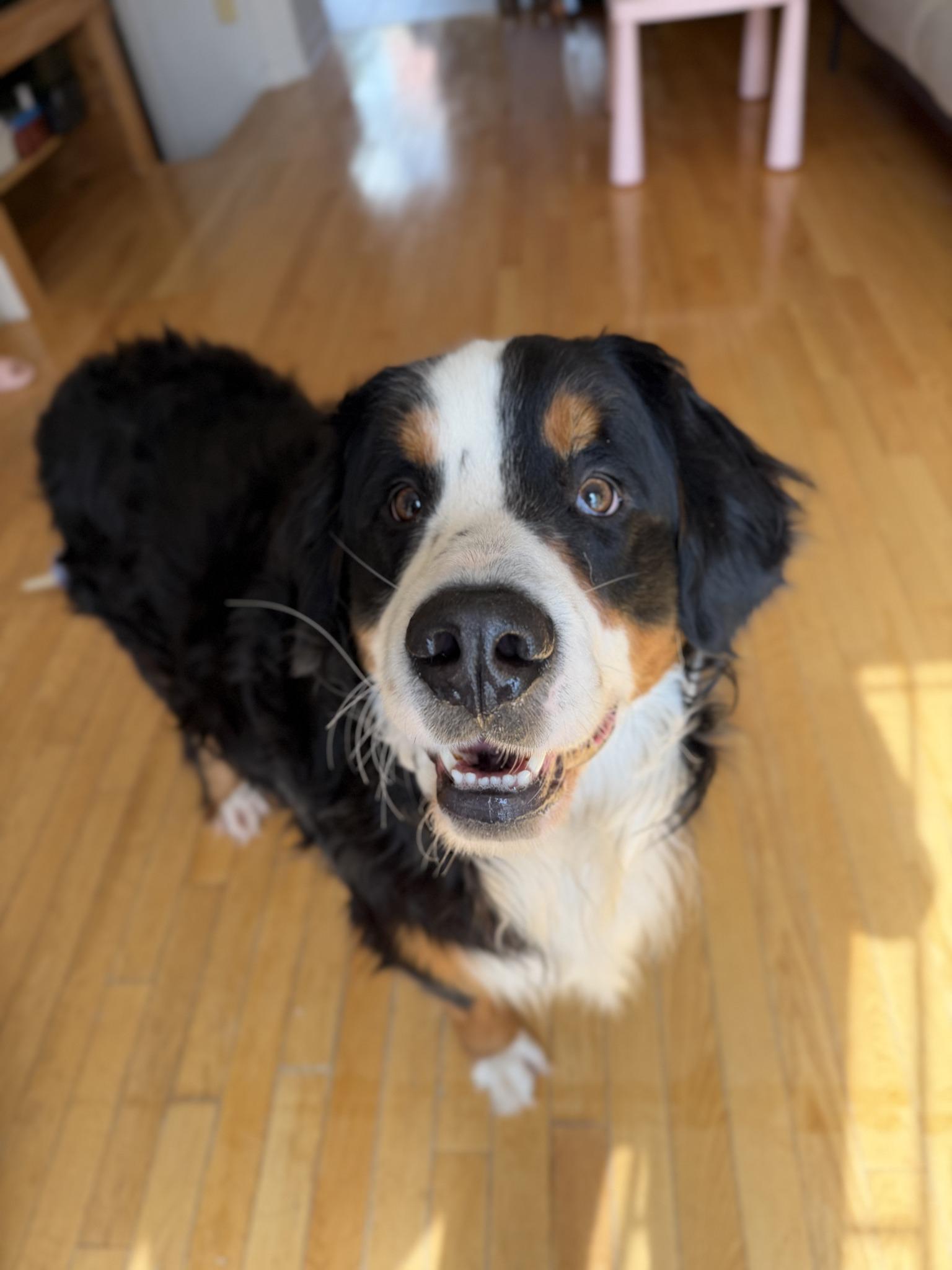 BEAN, an adopted Bernese Mountain Dog in Montreal, QC image 3/3