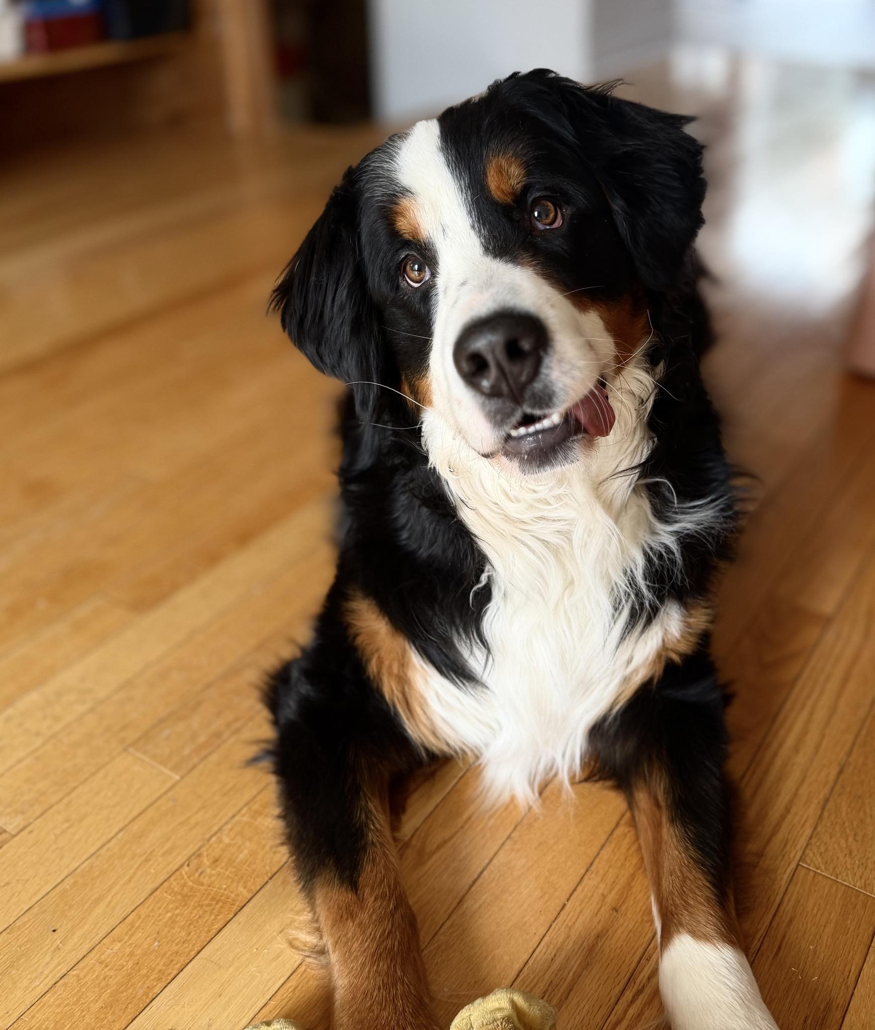 BEAN, an adopted Bernese Mountain Dog in Montreal, QC image 2/3