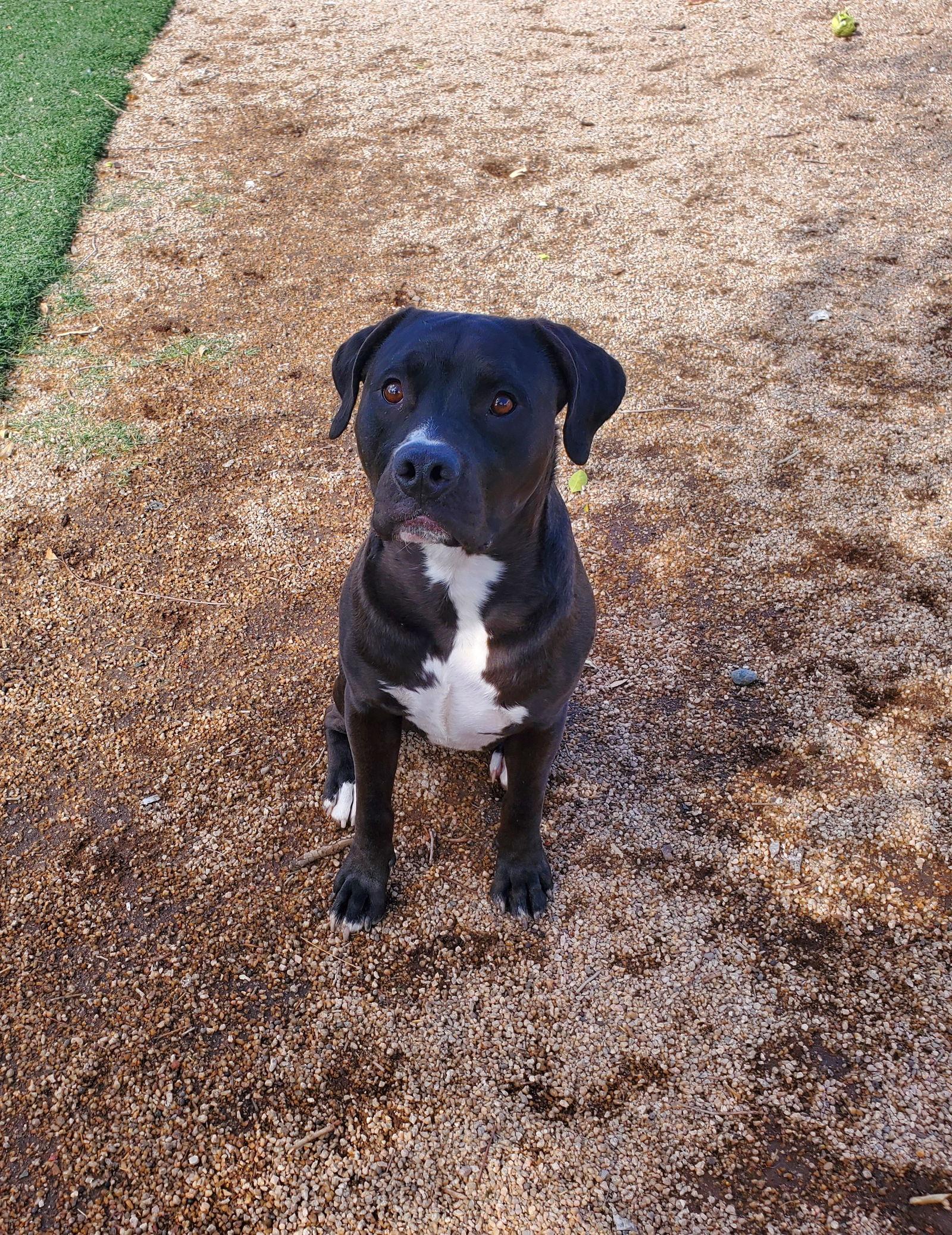 LUCKY, Adoptable, Young Male Pit Bull Terrier.