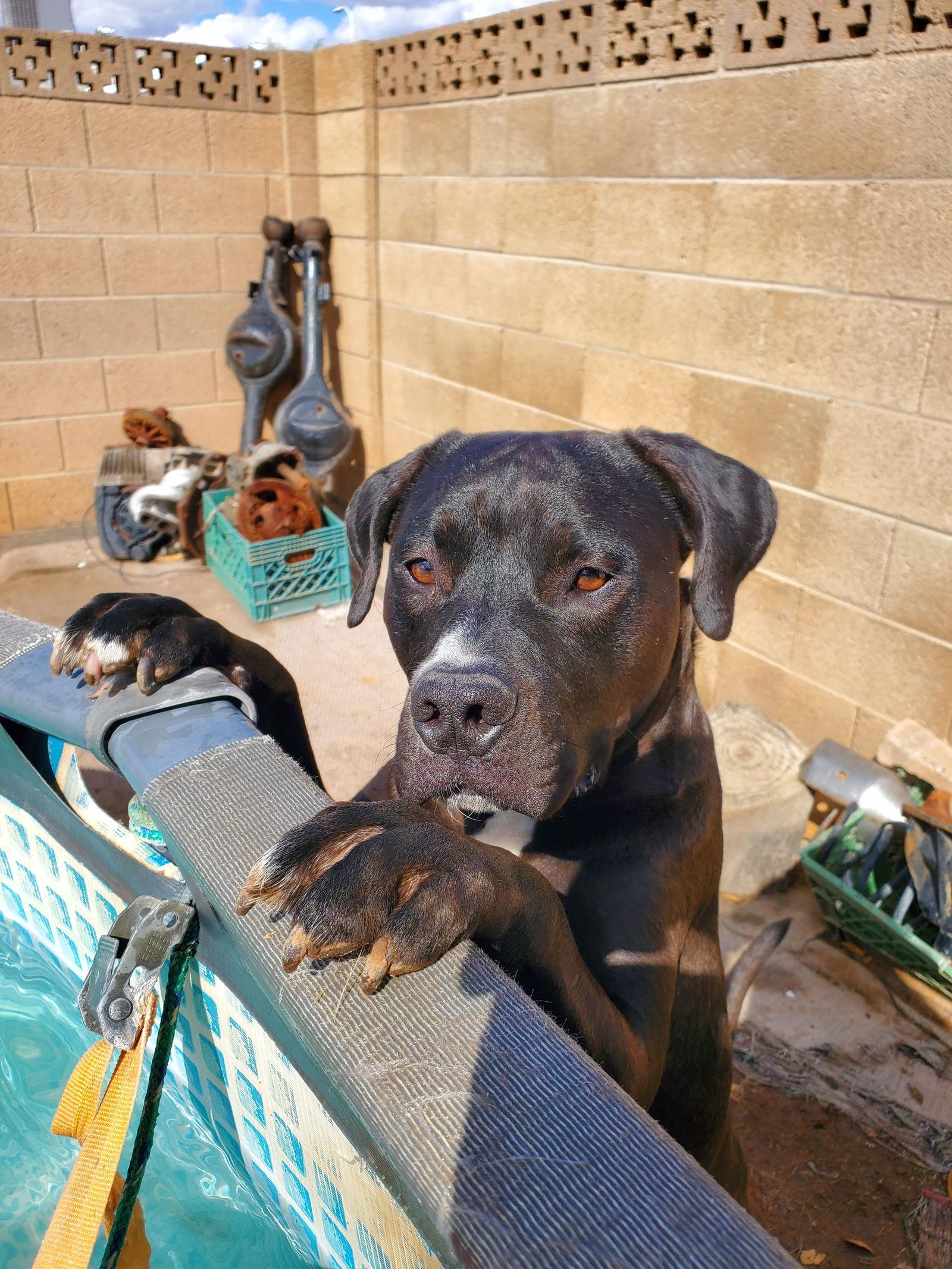 Enlarge LUCKY, a Adoptable Pit Bull Terrier in Chandler, AZ image 2/3