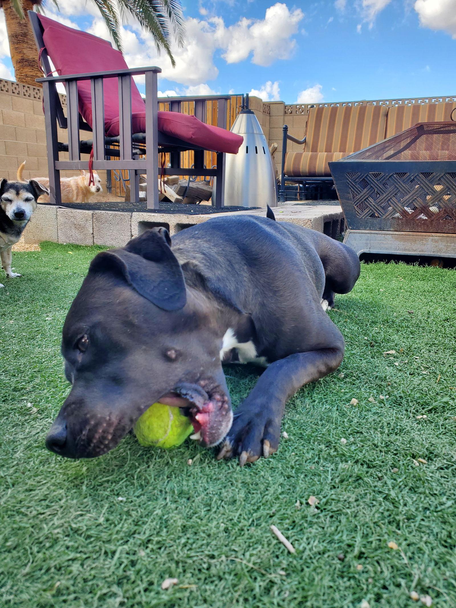 Enlarge LUCKY, a Adoptable Pit Bull Terrier in Chandler, AZ image 3/3