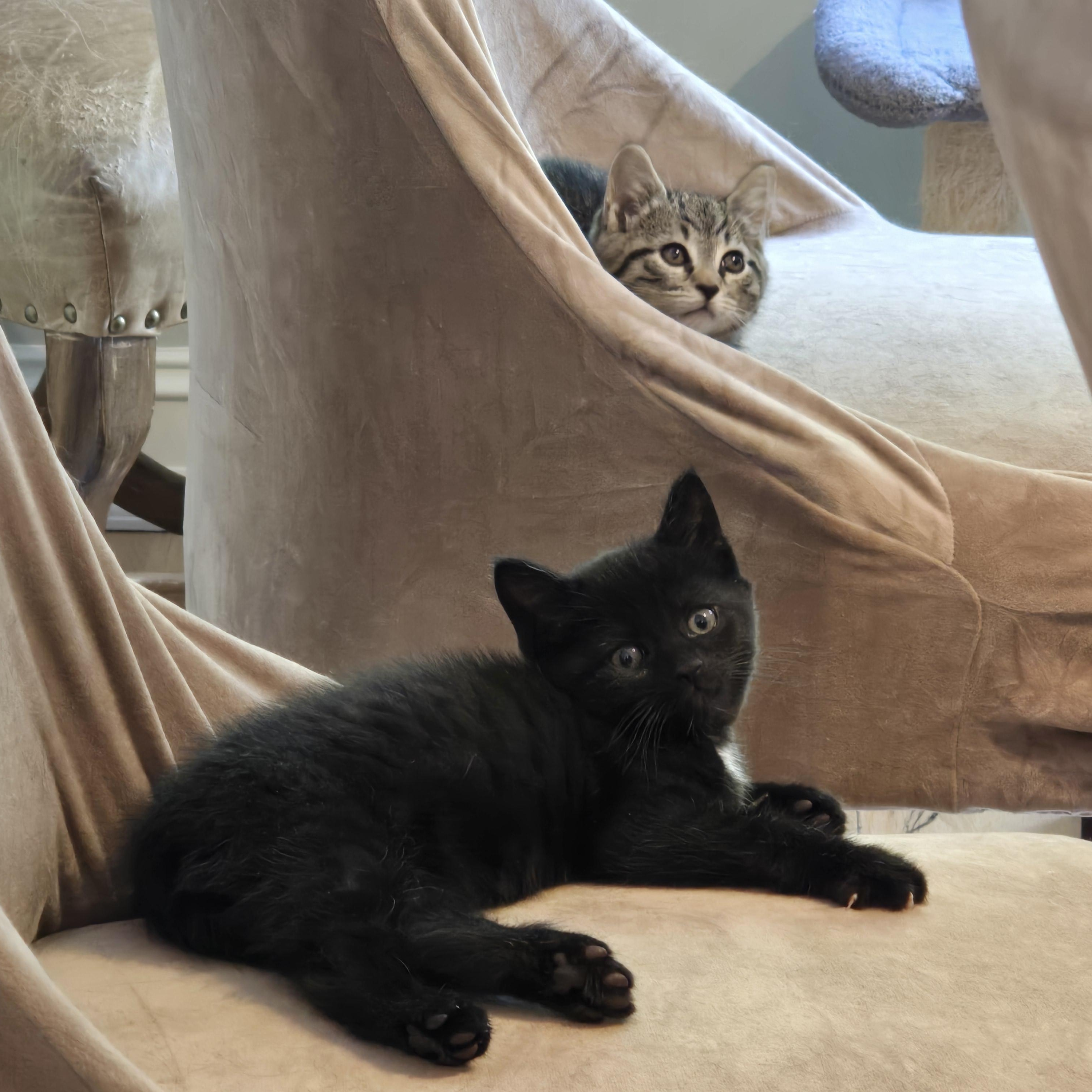 Sabrina , an adoptable Domestic Short Hair in Woodbridge, NJ image 4/5