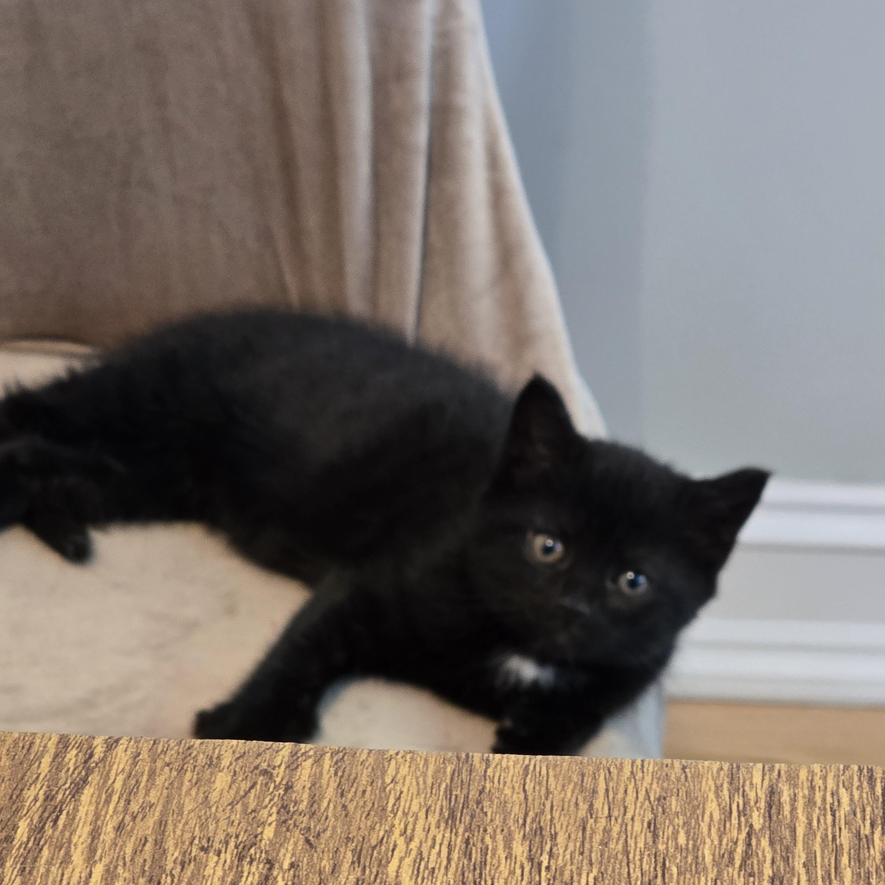 Sabrina , adopted, Kitten Female Domestic Short Hair.