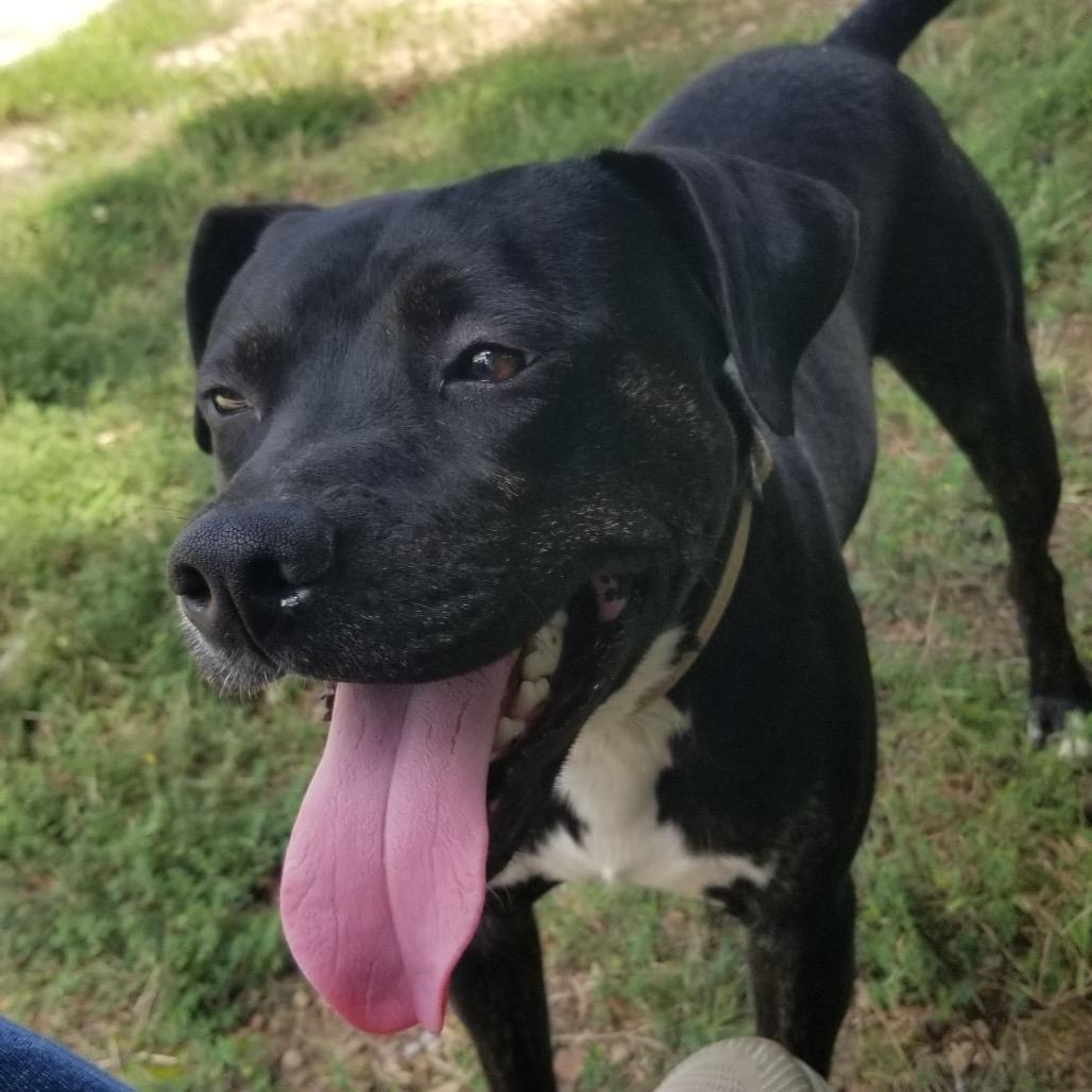 Danny, Adoptable, Adult Male American Staffordshire Terrier & Mixed Breed.