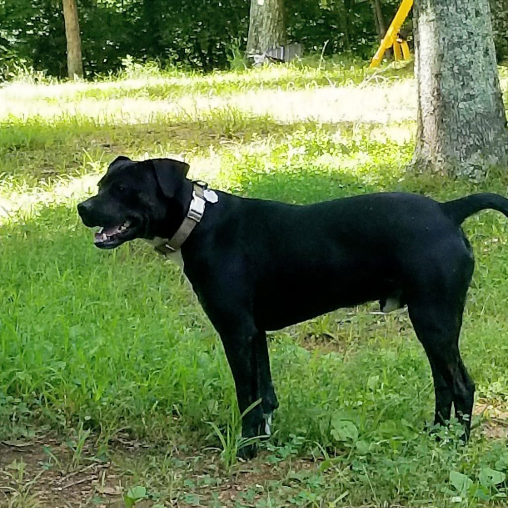 Enlarge Danny, a Adoptable mixed breed in Hohenwald, TN image 2/3