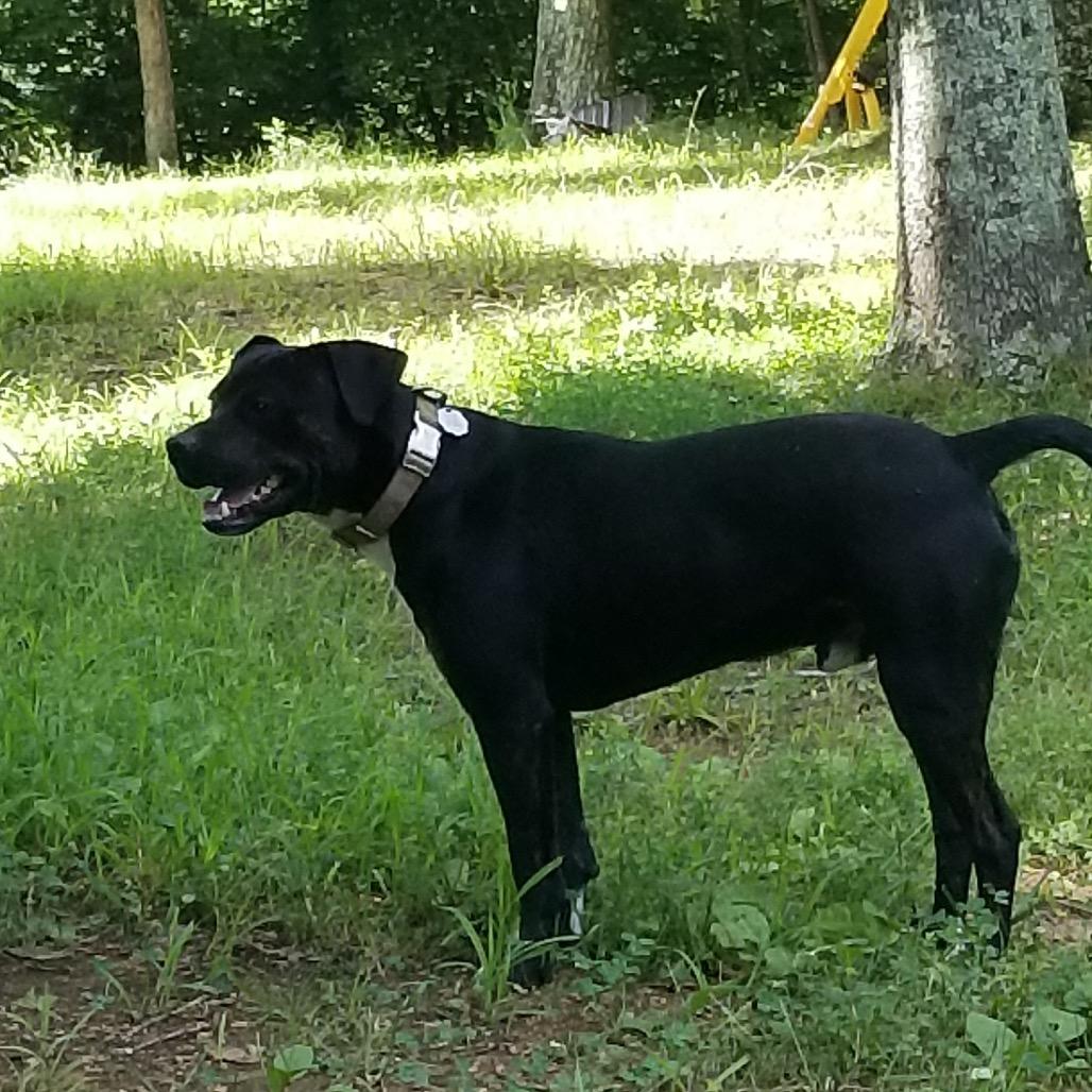 Enlarge Danny, a Adoptable mixed breed in Hohenwald, TN image 3/3