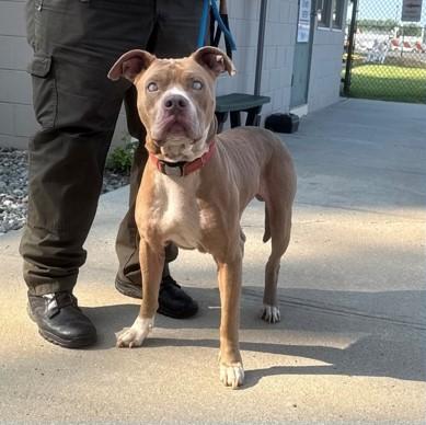 Stevie, Adoptable, Adult Male Mixed Breed & Mixed Breed.