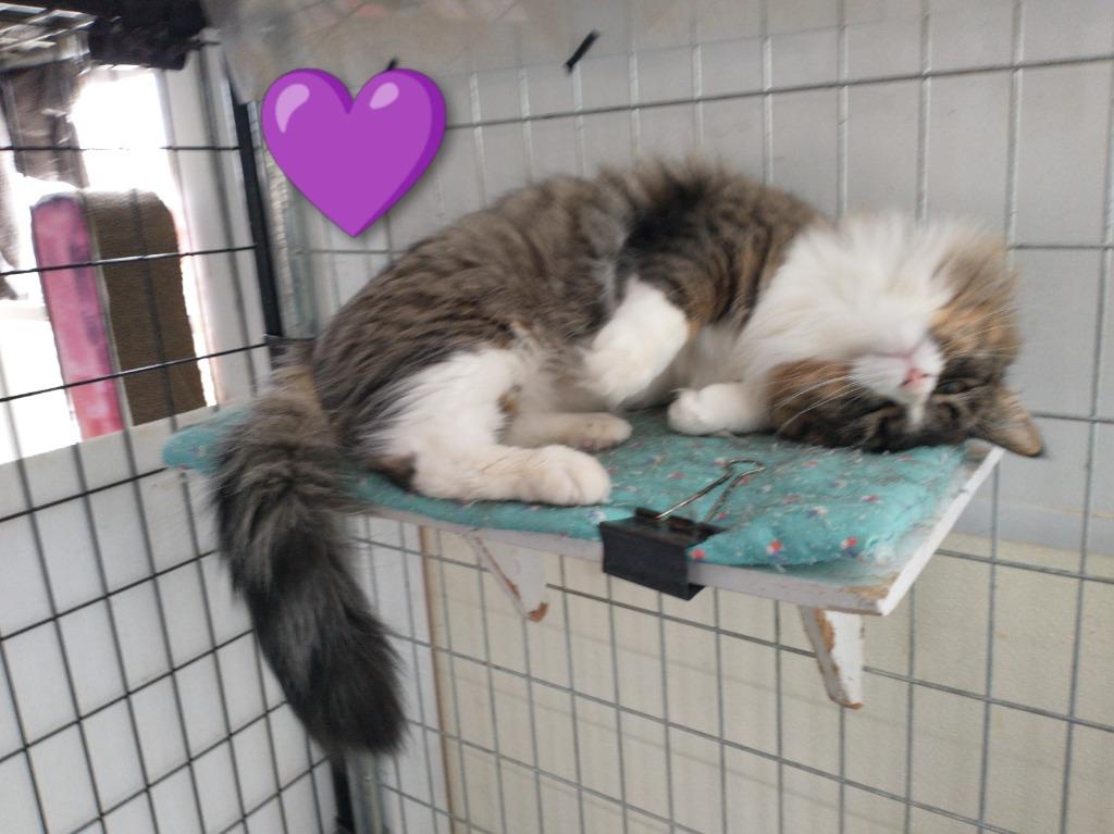 Simba, Adopted, Young Female Domestic Long Hair.