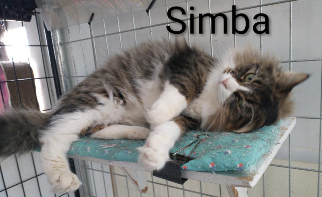 Simba, a Adopted mixed breed in Saint James, MN image 2/5