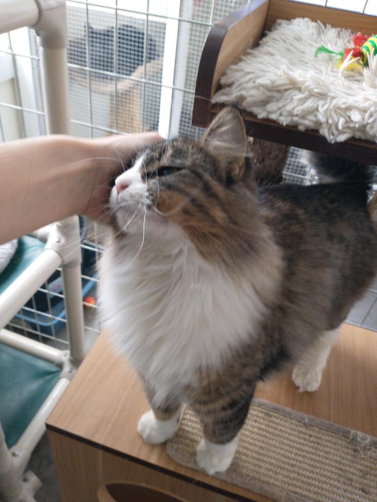 Simba, a Adopted mixed breed in Saint James, MN image 3/5