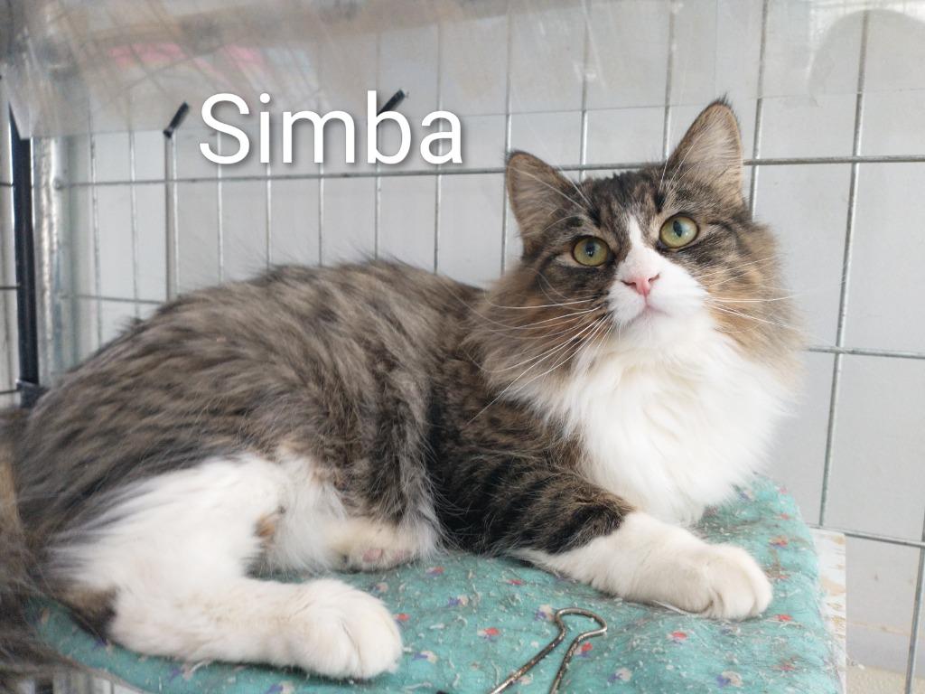 Simba, a Adopted mixed breed in Saint James, MN image 4/5