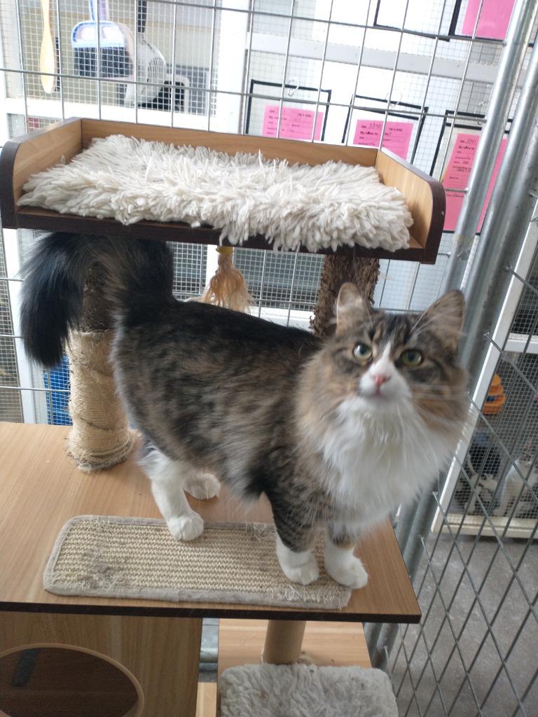 Simba, a Adopted mixed breed in Saint James, MN image 5/5